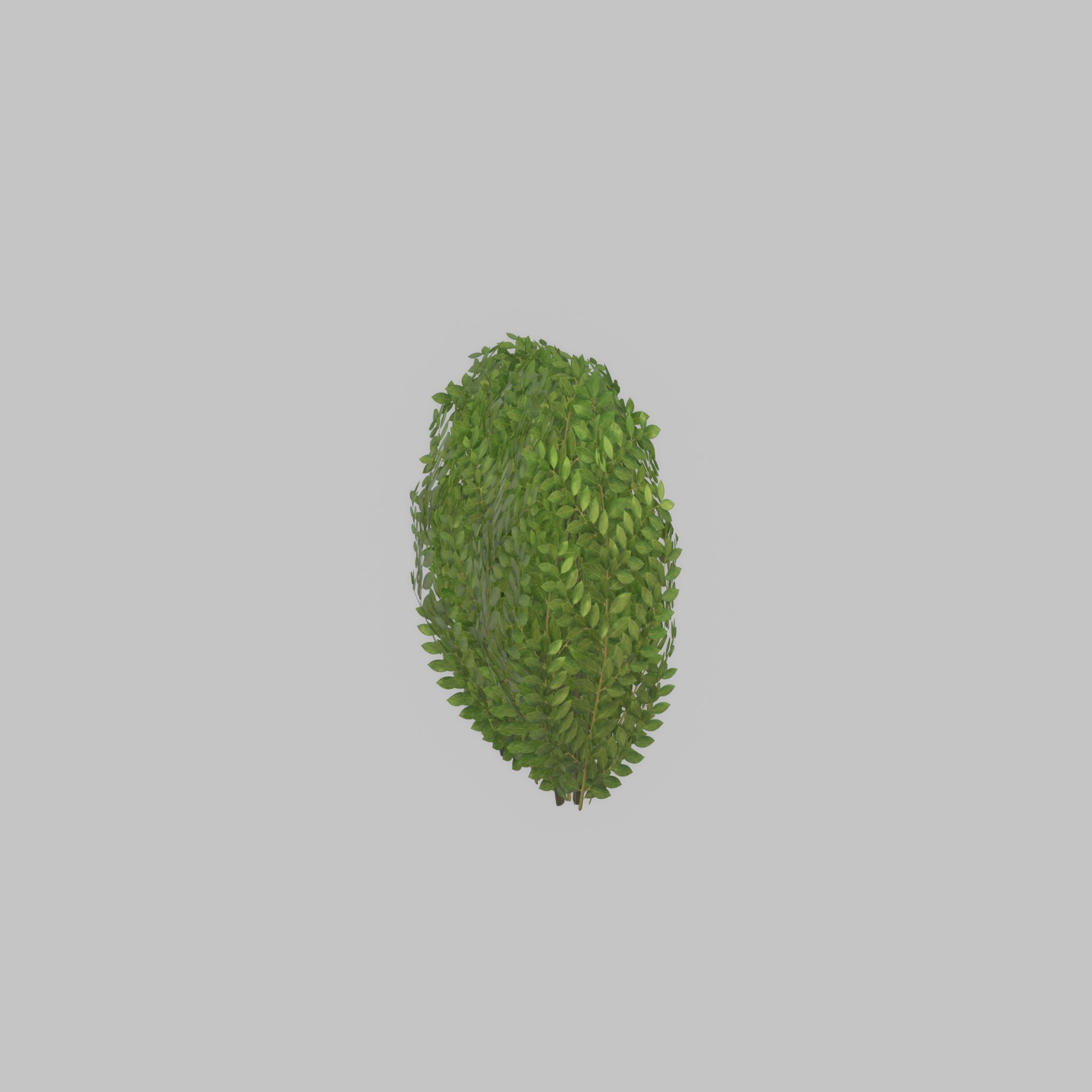 Cherry laurel hedge 500mm version-3 Low-poly 3D model_47