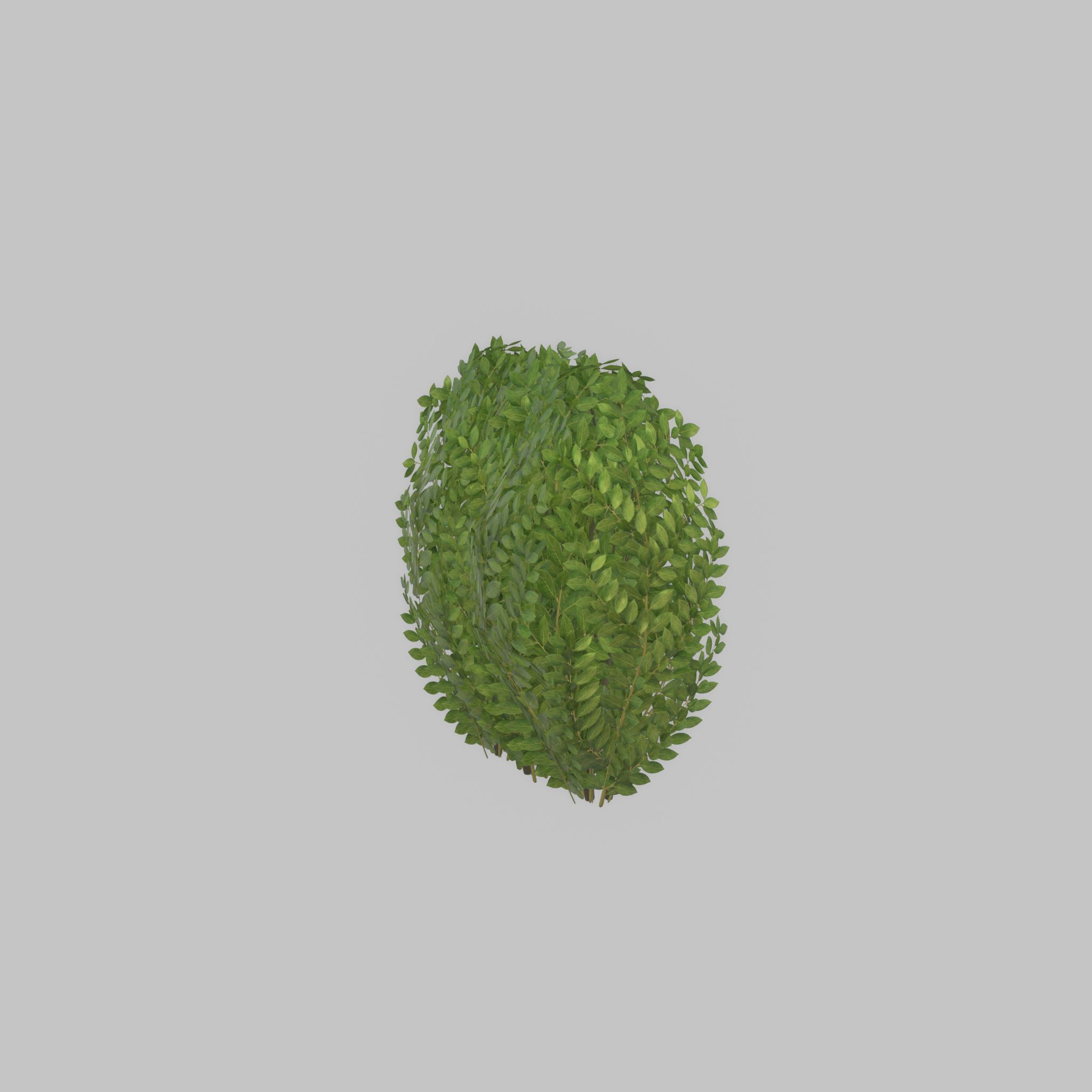Cherry laurel hedge 500mm version-3 Low-poly 3D model_33