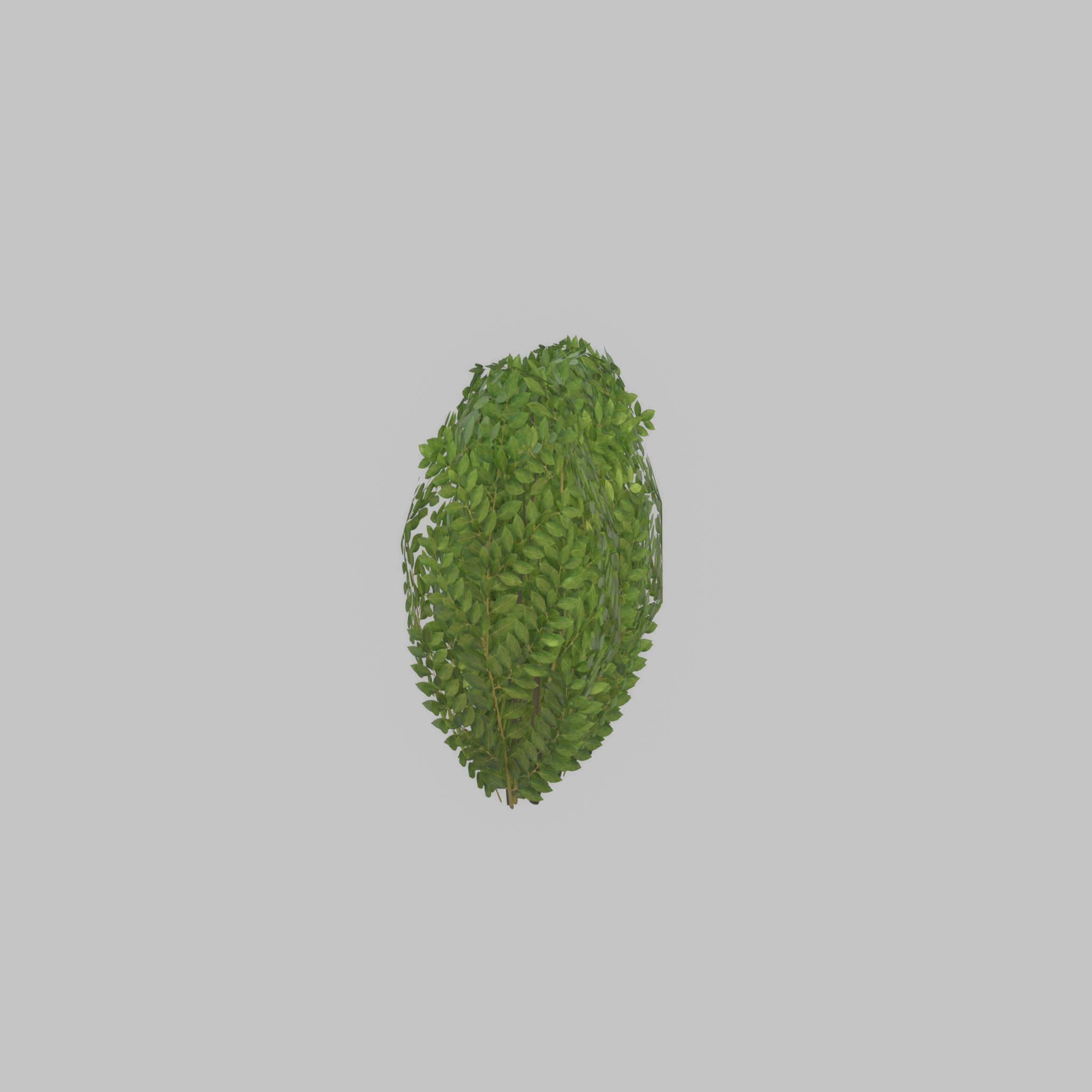 Cherry laurel hedge 500mm version-3 Low-poly 3D model_36