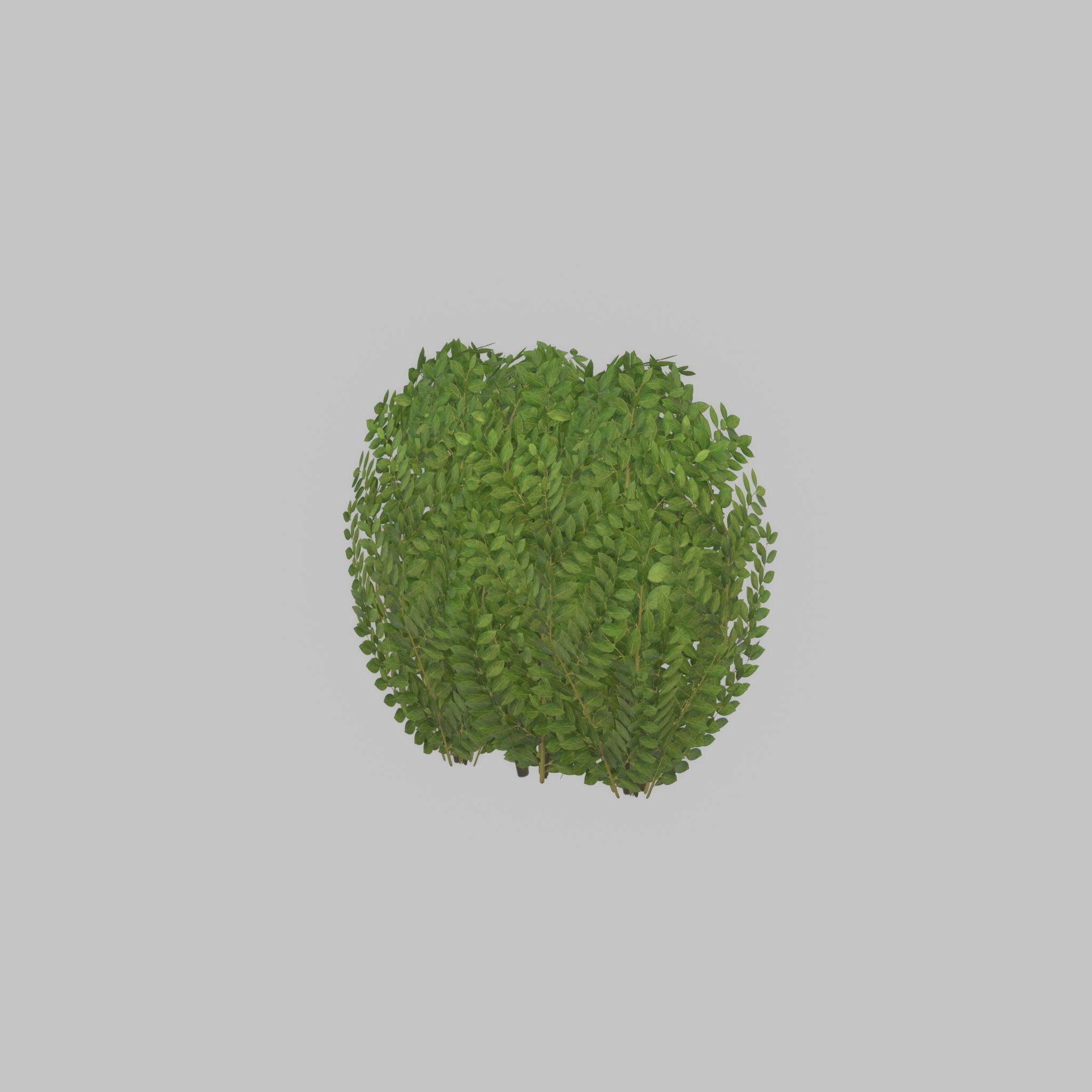 Cherry laurel hedge 500mm version-3 Low-poly 3D model_30
