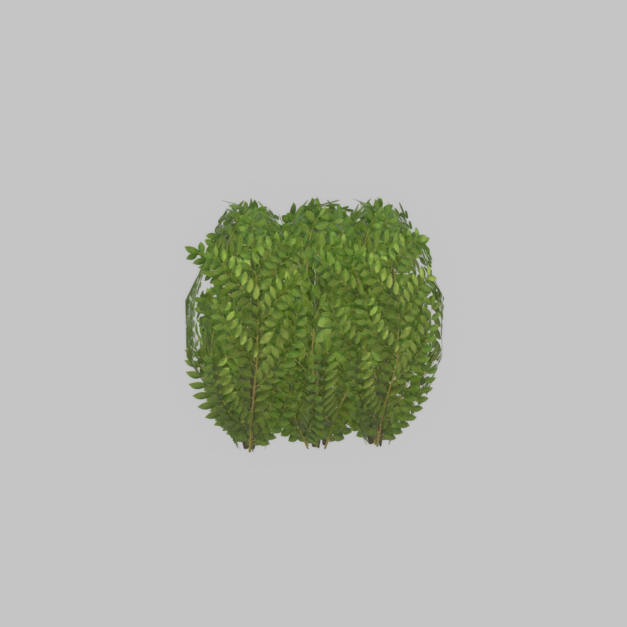 Cherry laurel hedge 500mm version-3 Low-poly 3D model_41