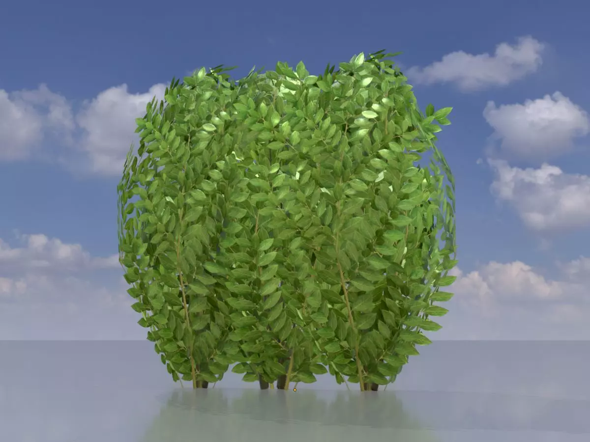 Cherry laurel hedge 500mm version-3 Low-poly 3D model_0