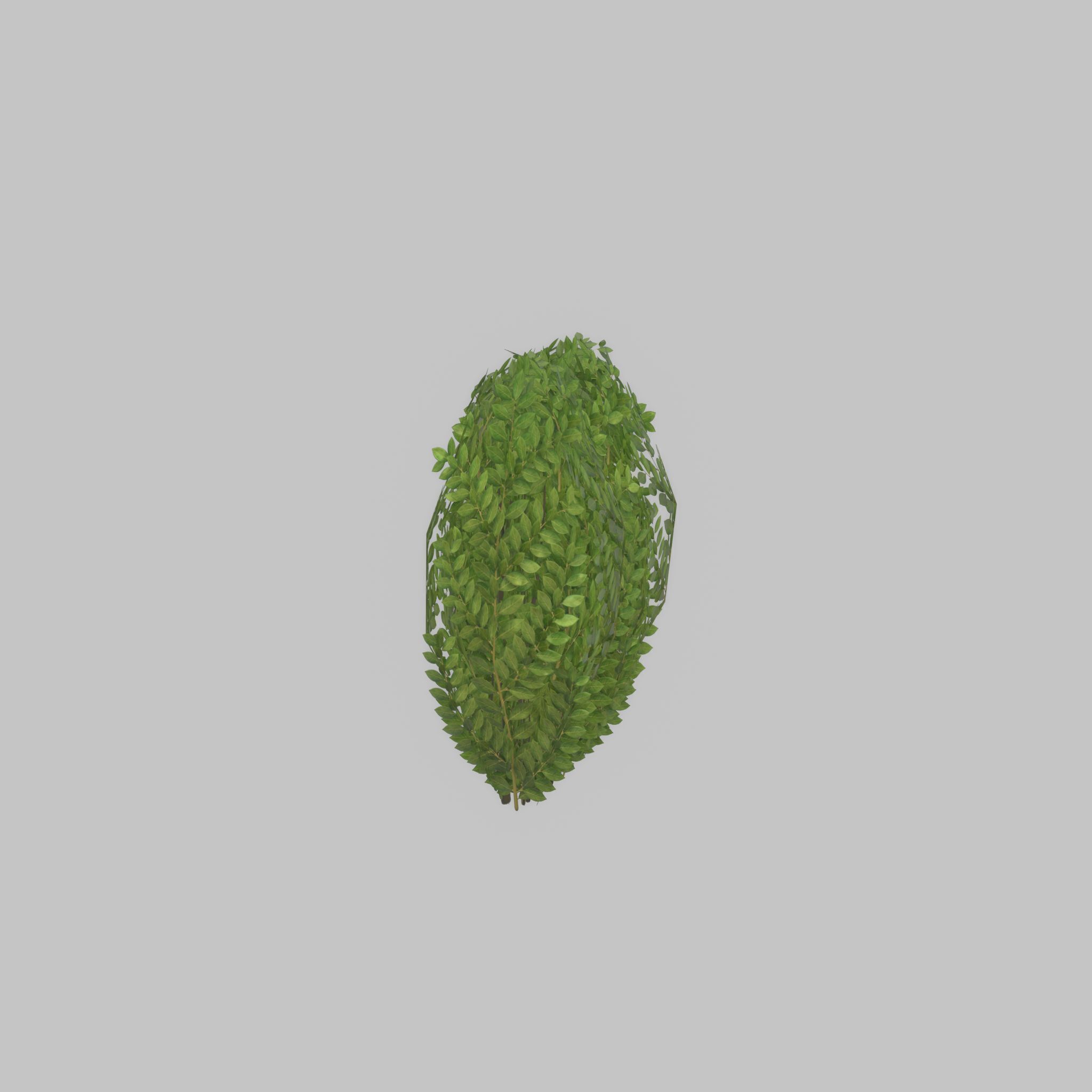 Cherry laurel hedge 500mm version-3 Low-poly 3D model_49
