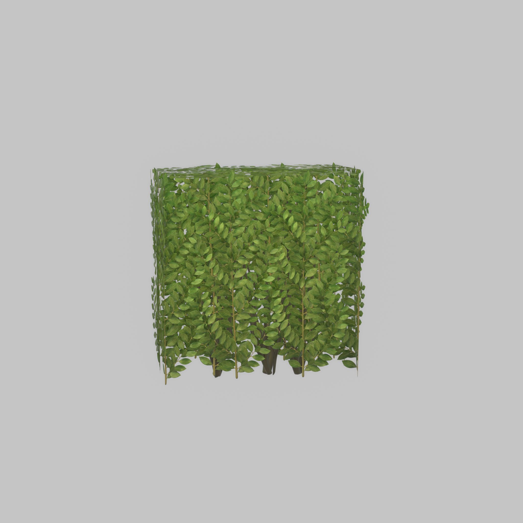 Cherry laurel hedge 500mm version-4 Low-poly 3D model_30