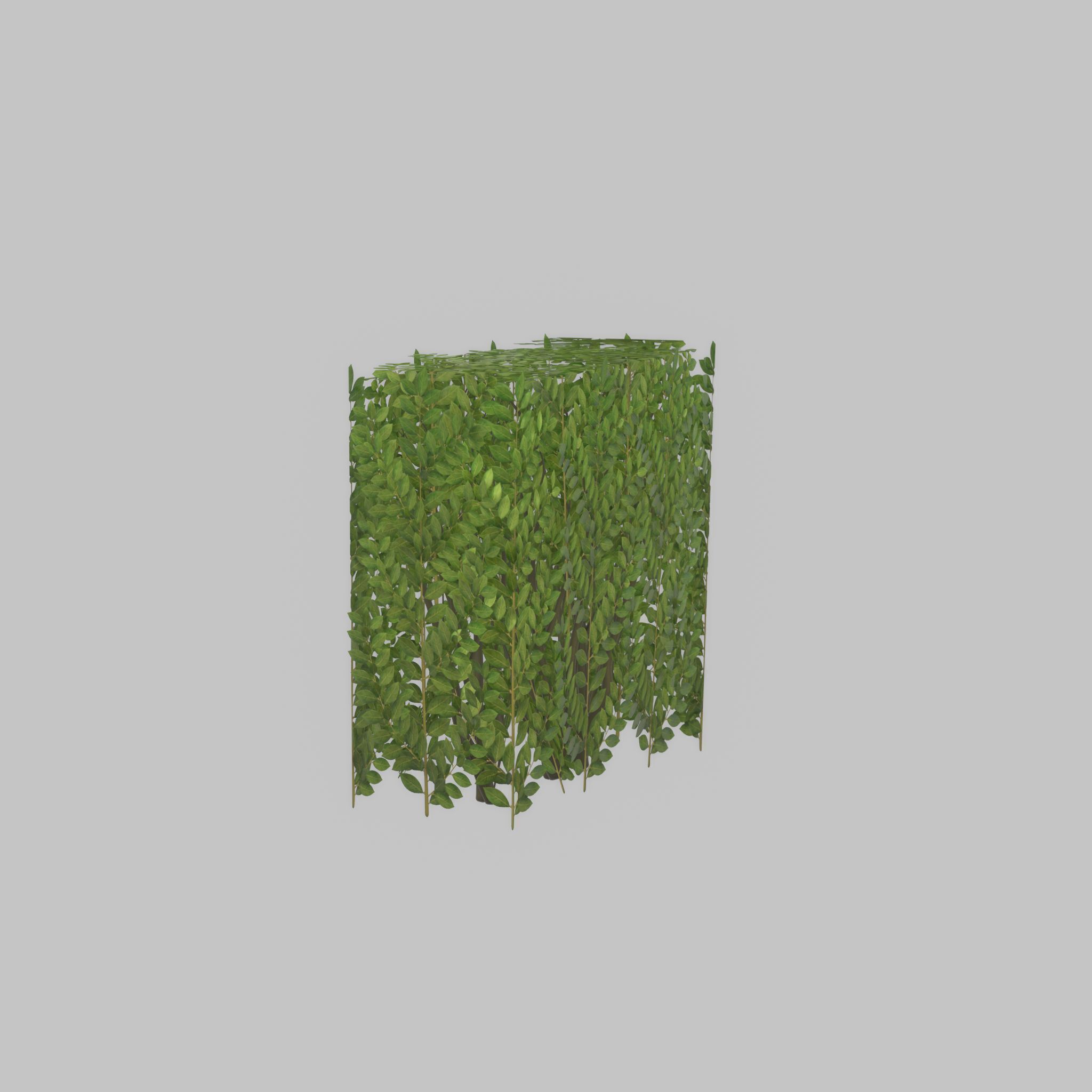 Cherry laurel hedge 500mm version-4 Low-poly 3D model_25
