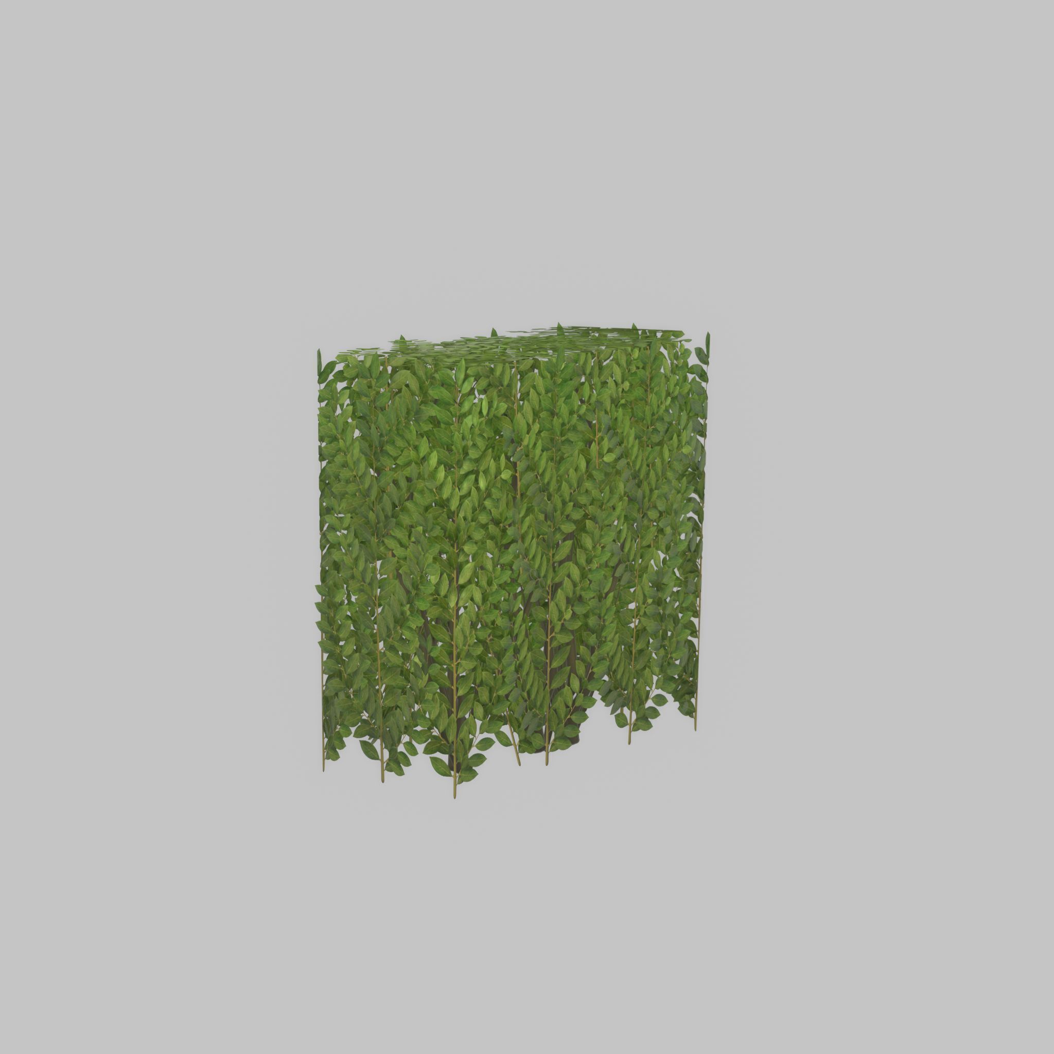 Cherry laurel hedge 500mm version-4 Low-poly 3D model_26