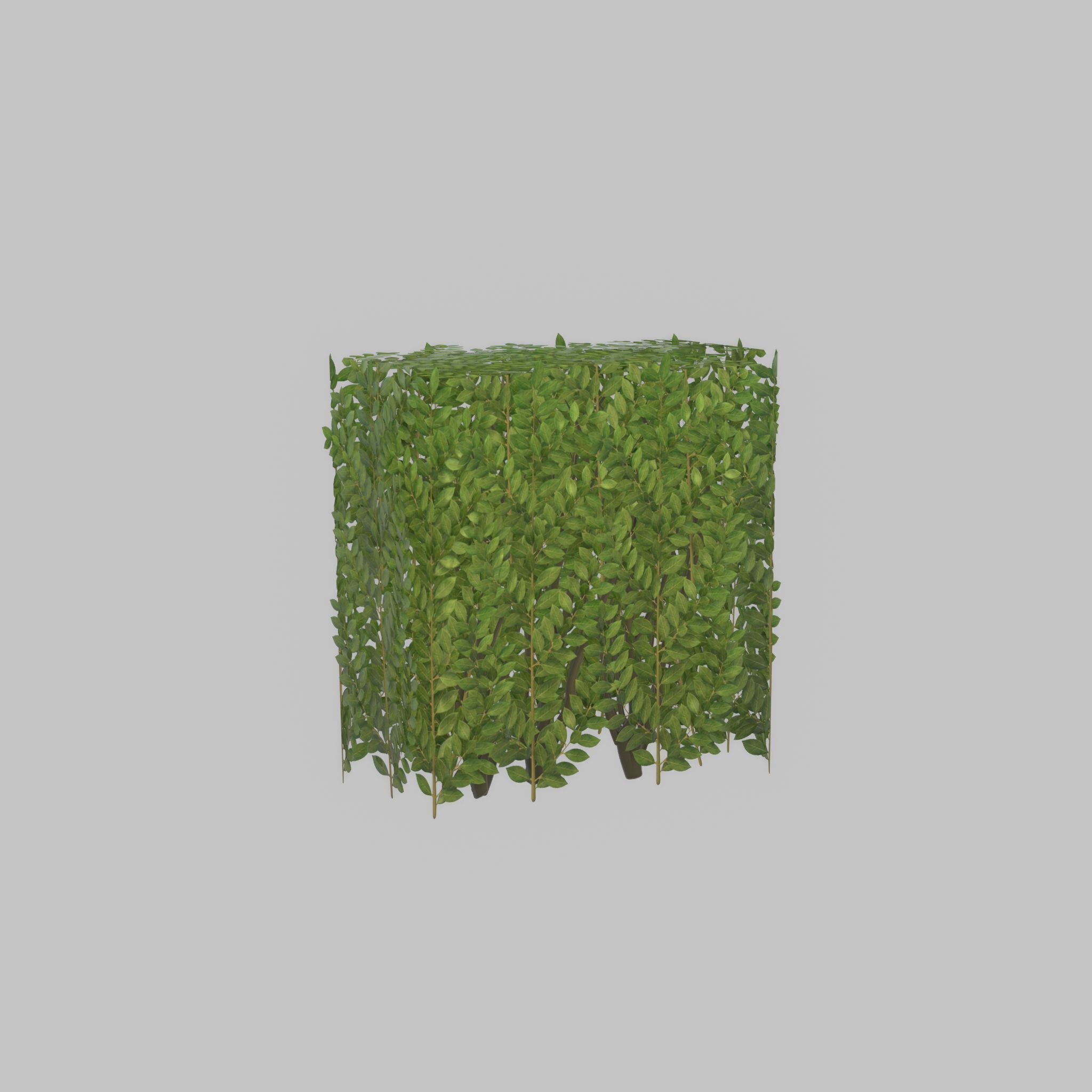 Cherry laurel hedge 500mm version-4 Low-poly 3D model_48