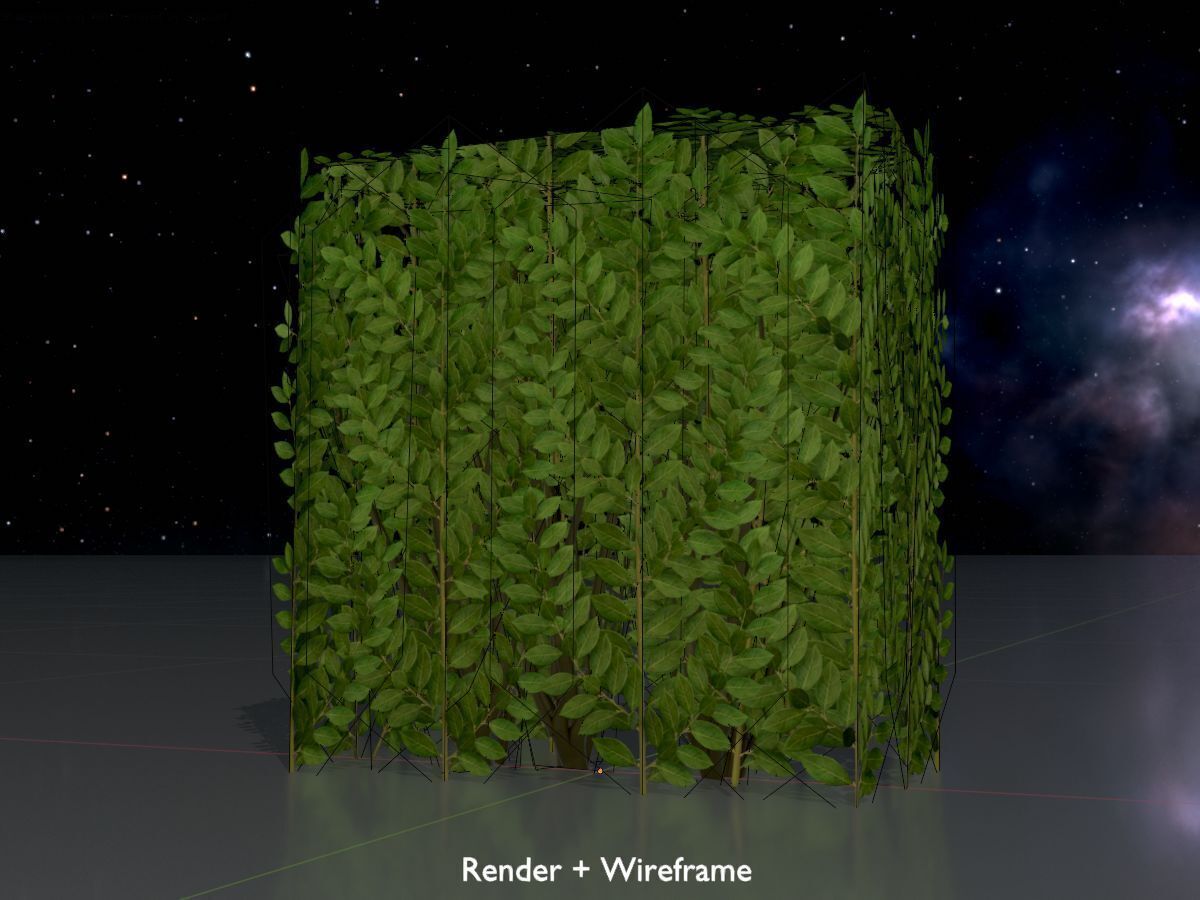 Cherry laurel hedge 500mm version-4 Low-poly 3D model_7