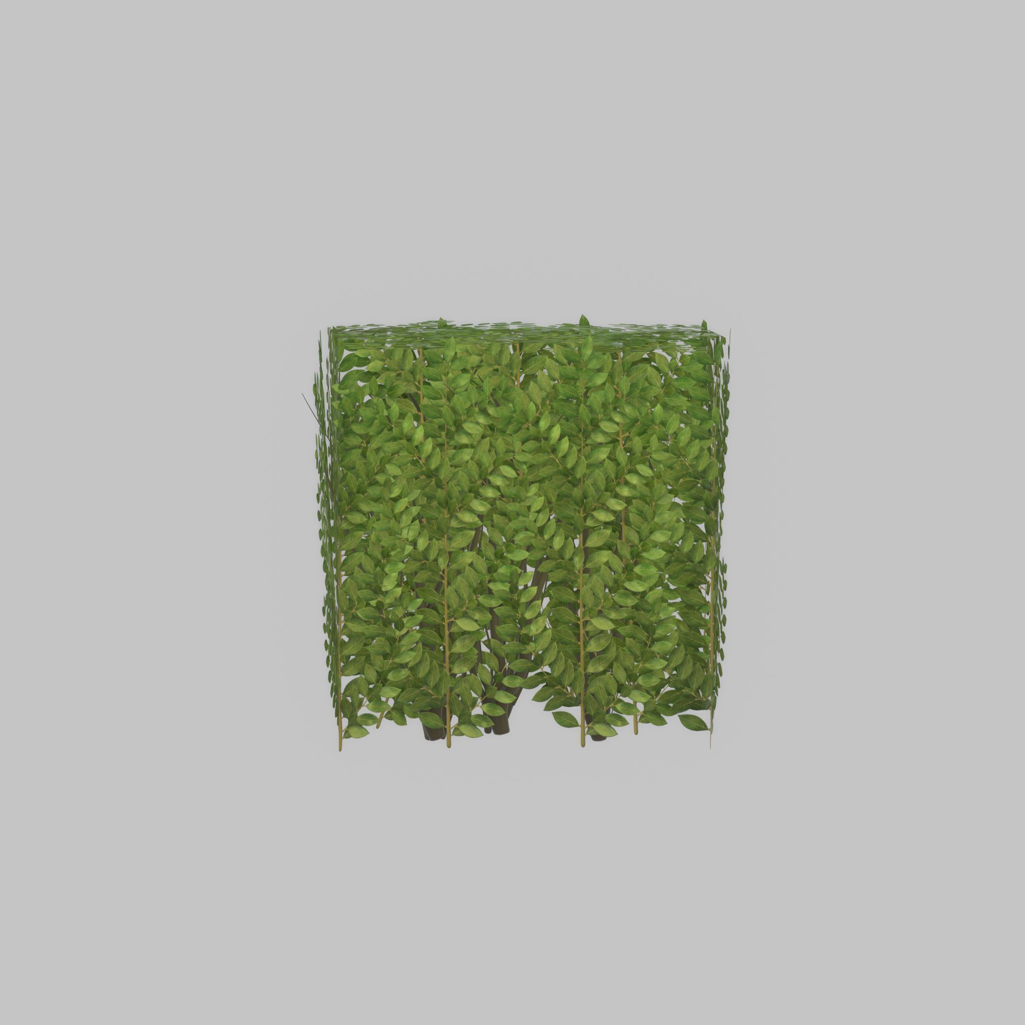 Cherry laurel hedge 500mm version-4 Low-poly 3D model_21