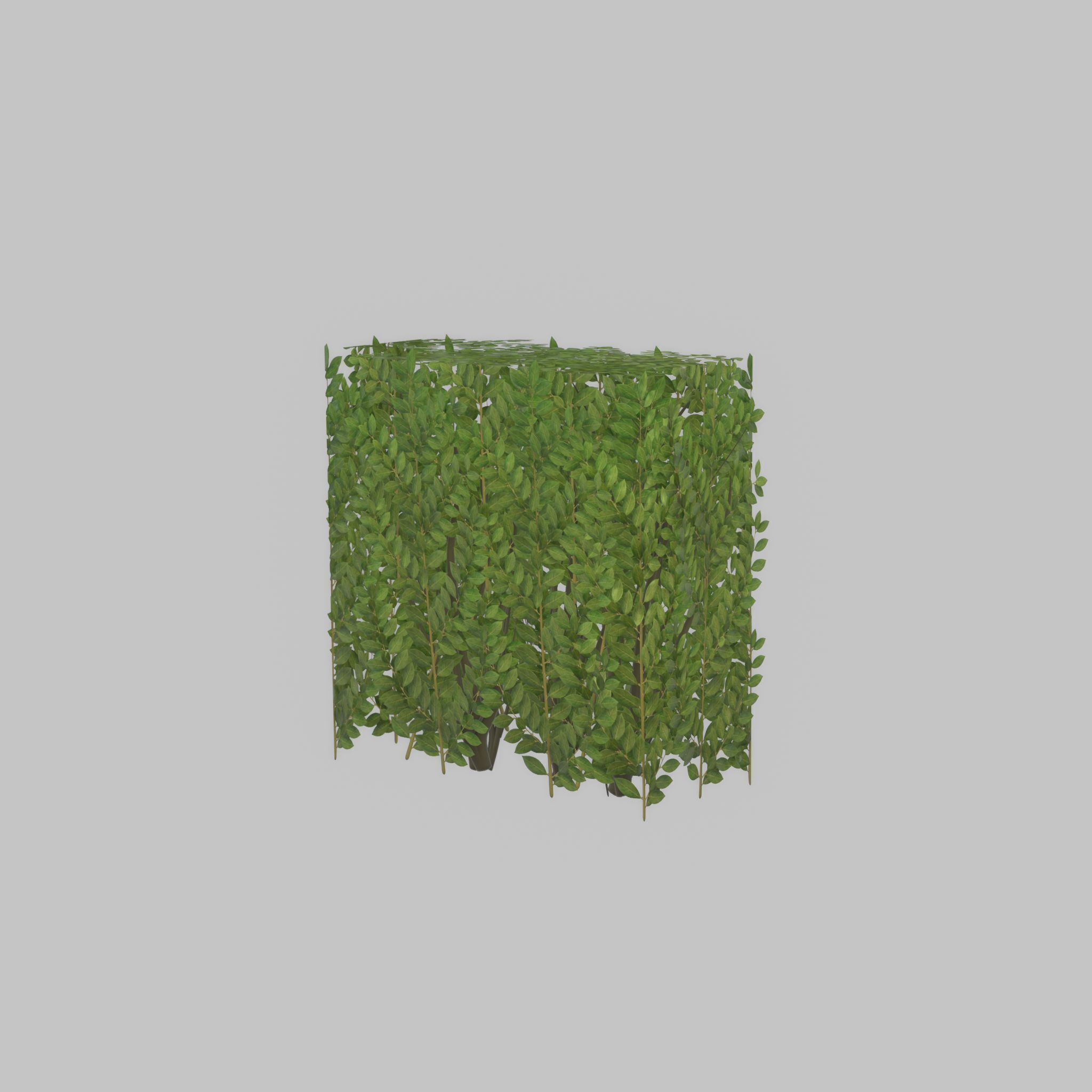 Cherry laurel hedge 500mm version-4 Low-poly 3D model_36