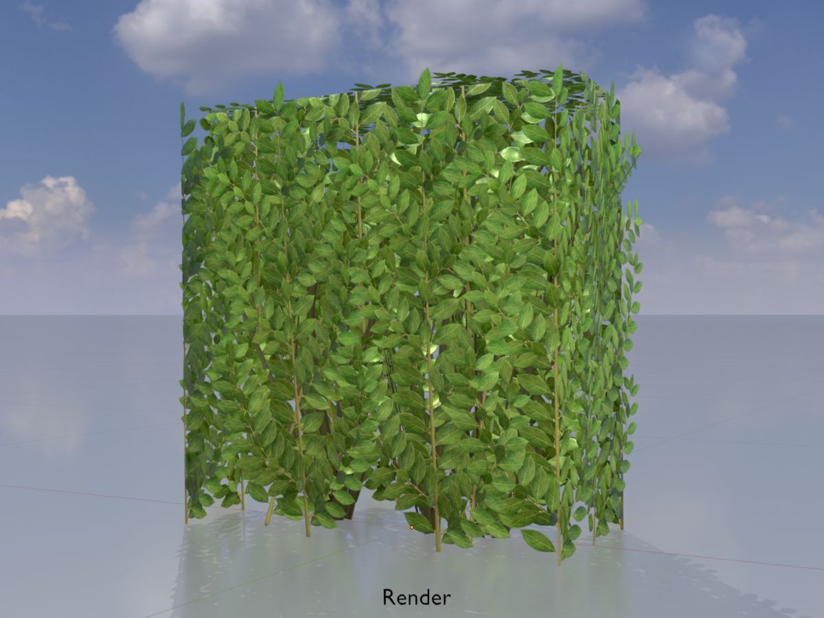 Cherry laurel hedge 500mm version-4 Low-poly 3D model_13