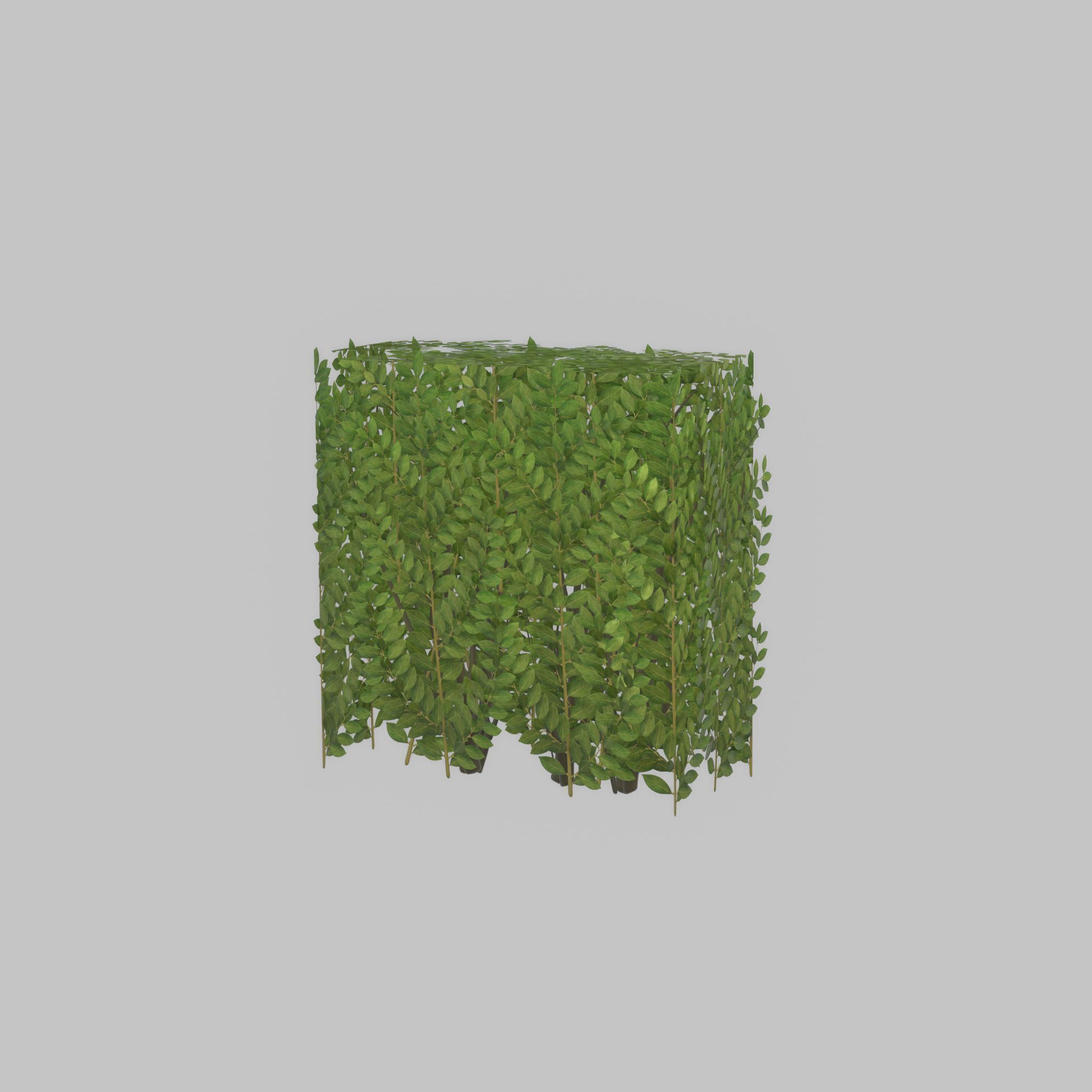Cherry laurel hedge 500mm version-4 Low-poly 3D model_35