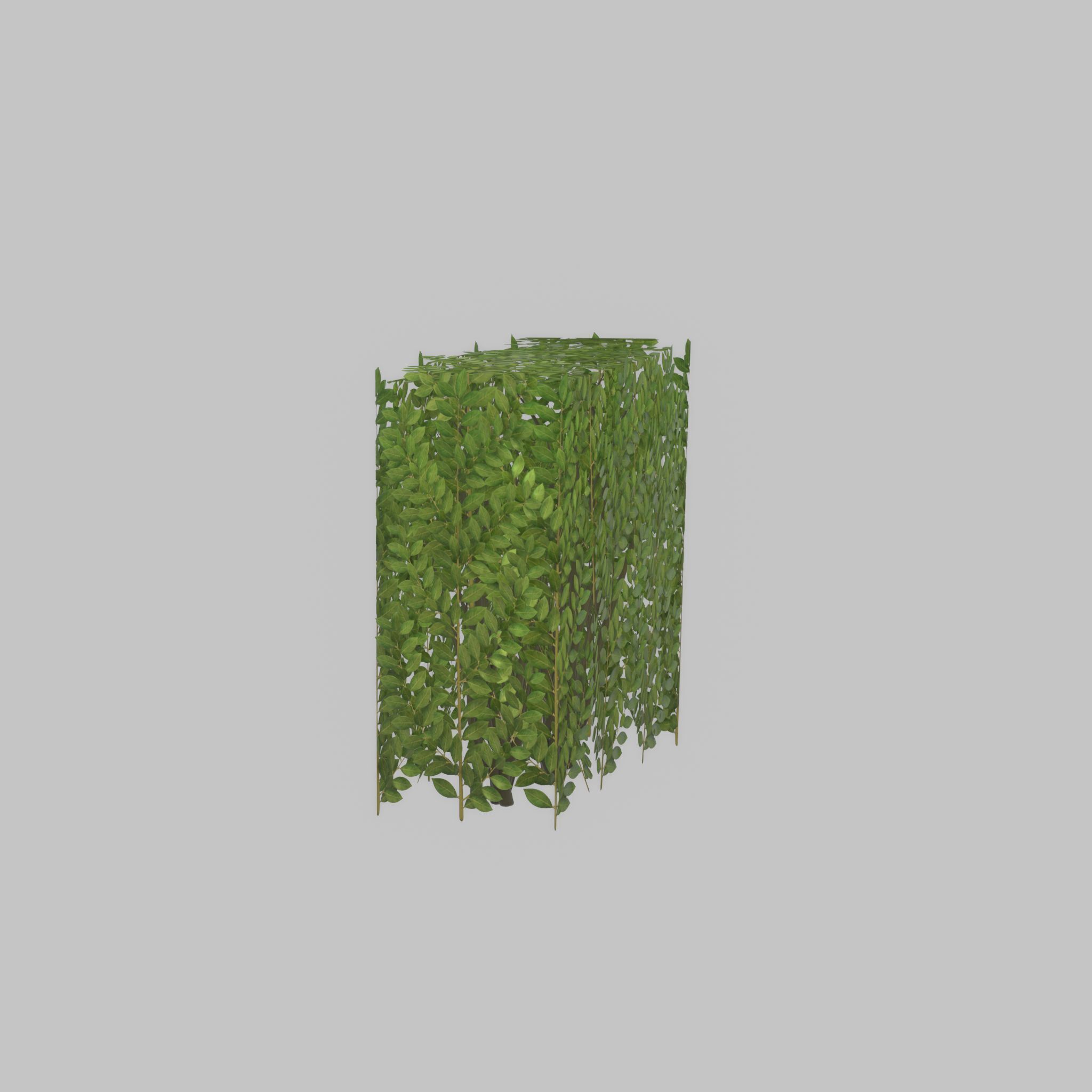 Cherry laurel hedge 500mm version-4 Low-poly 3D model_24