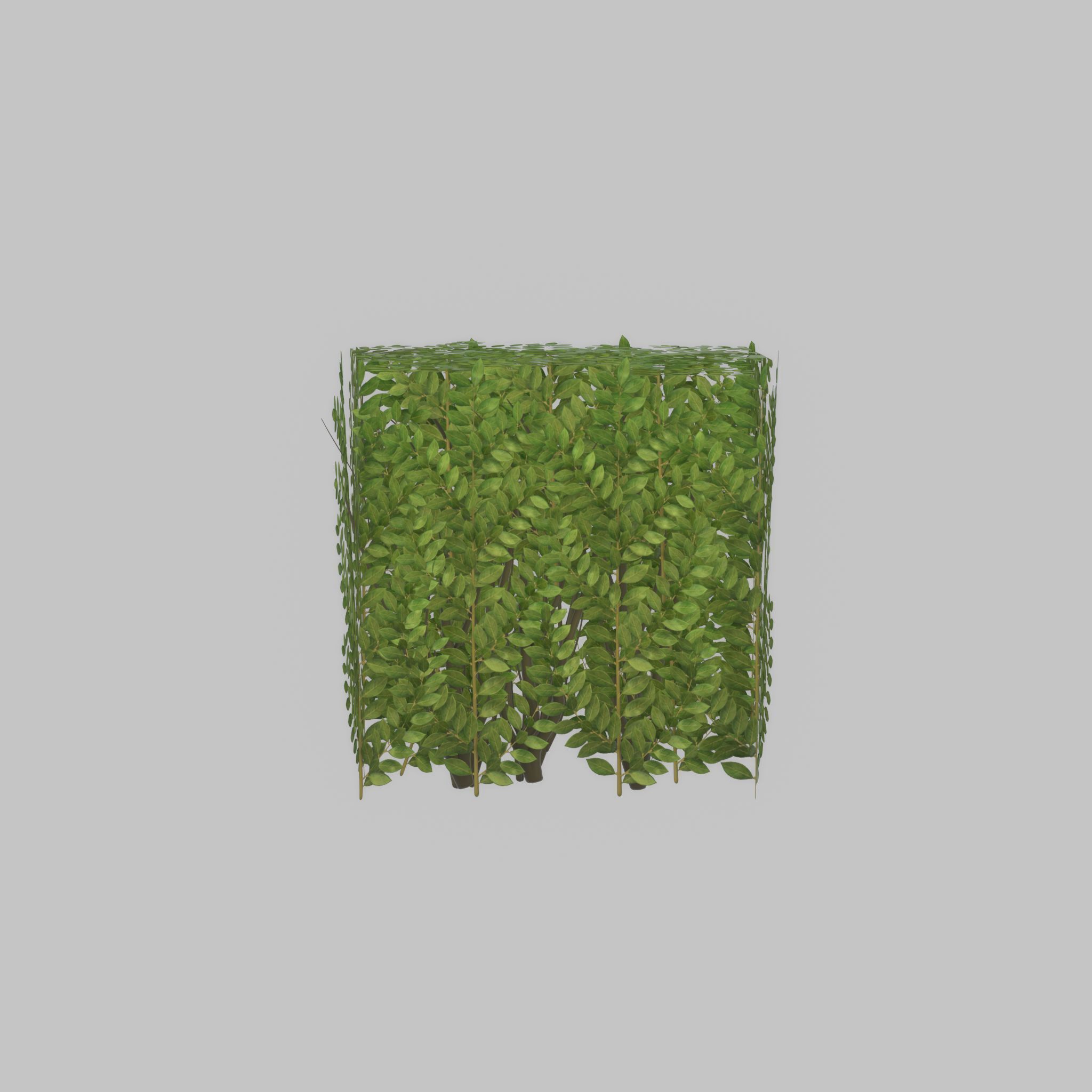 Cherry laurel hedge 500mm version-4 Low-poly 3D model_51