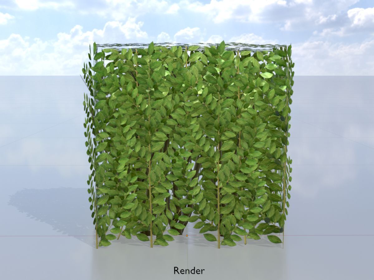 Cherry laurel hedge 500mm version-4 Low-poly 3D model_15