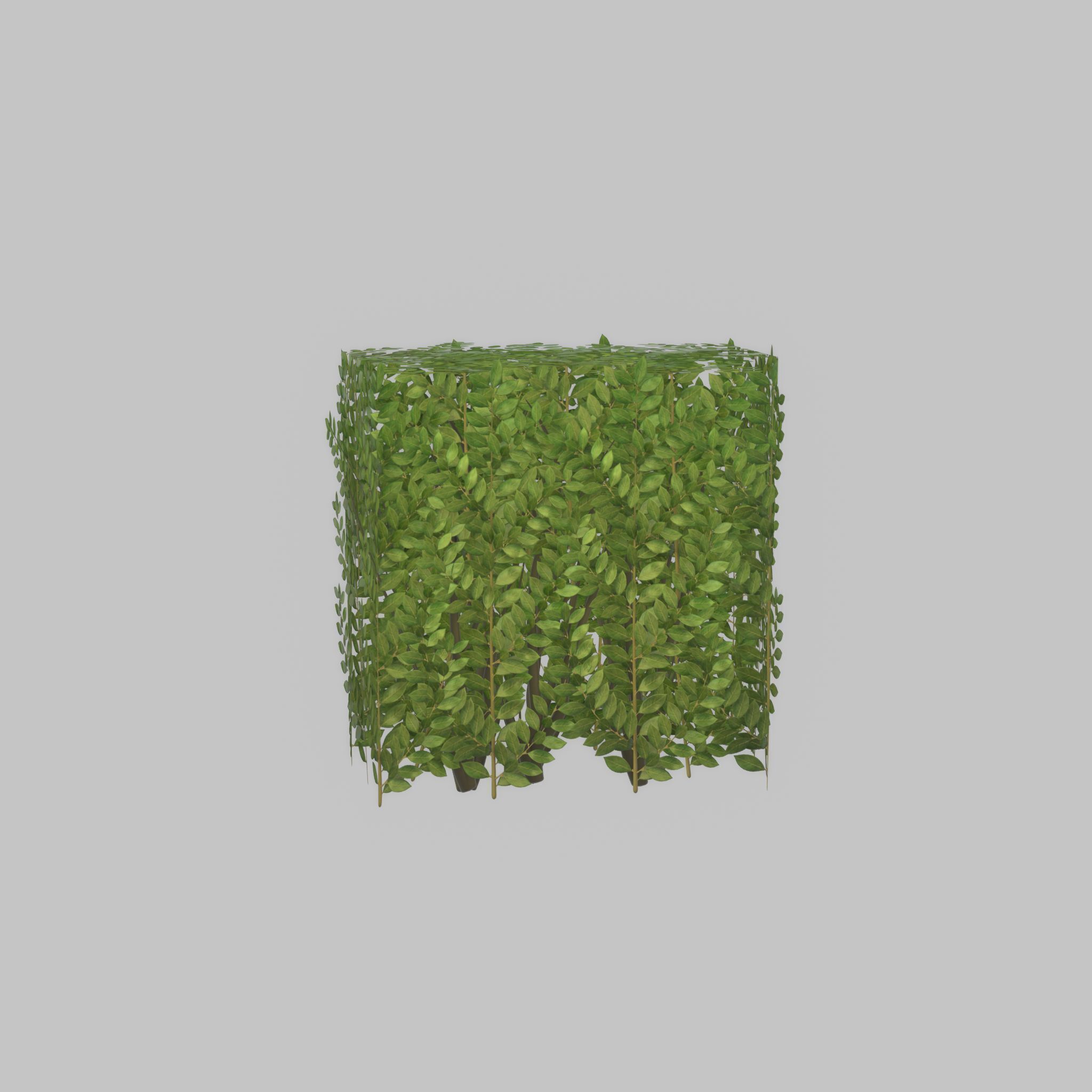 Cherry laurel hedge 500mm version-4 Low-poly 3D model_50