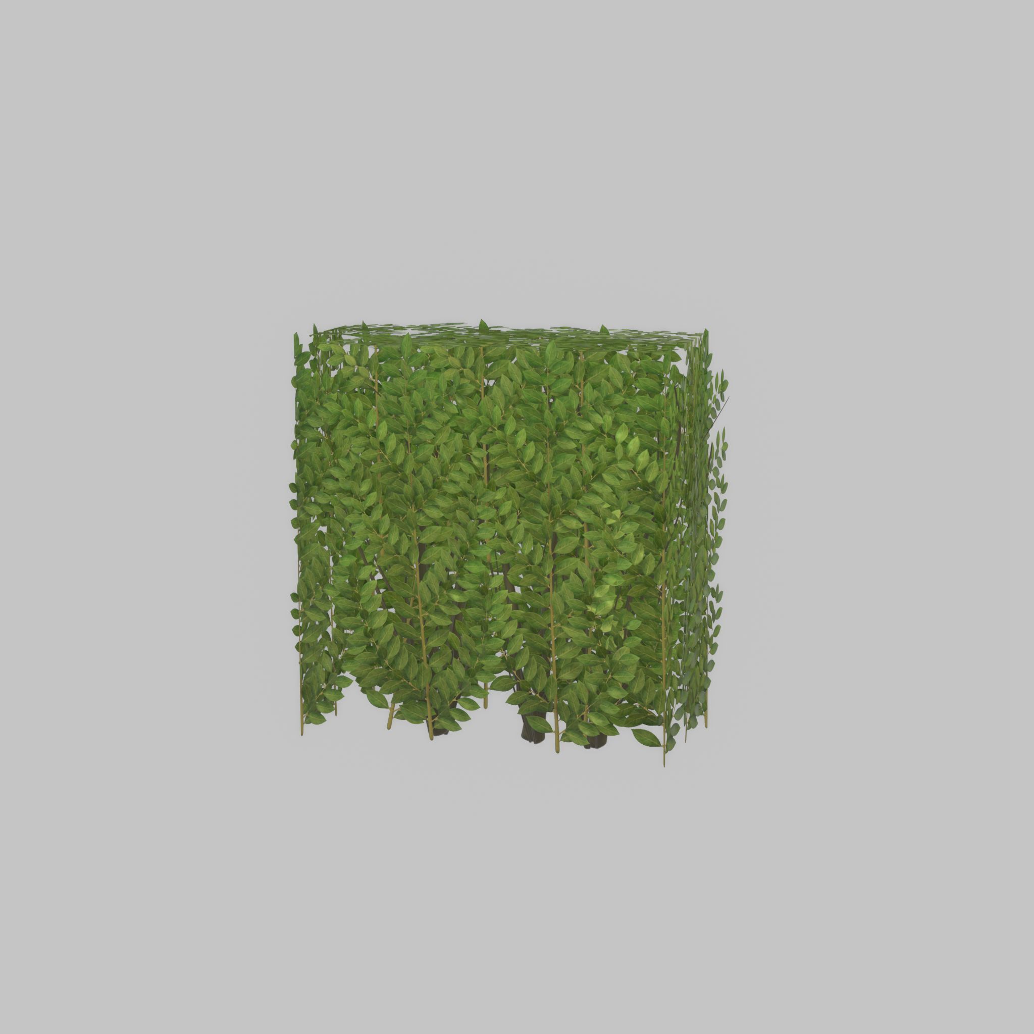 Cherry laurel hedge 500mm version-4 Low-poly 3D model_34