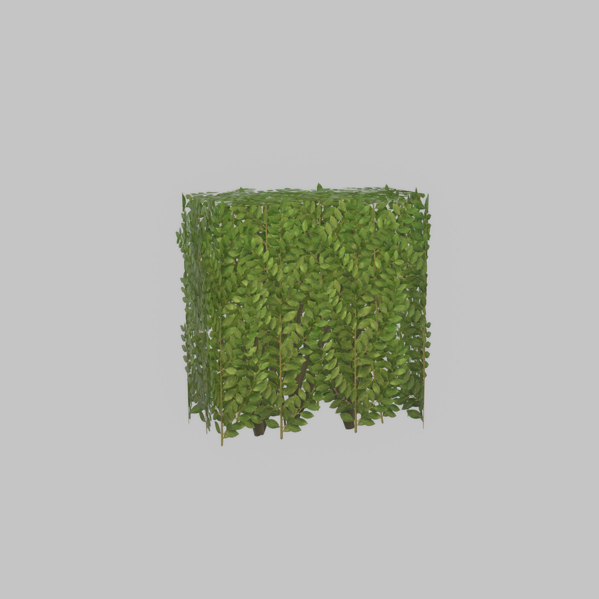 Cherry laurel hedge 500mm version-4 Low-poly 3D model_49