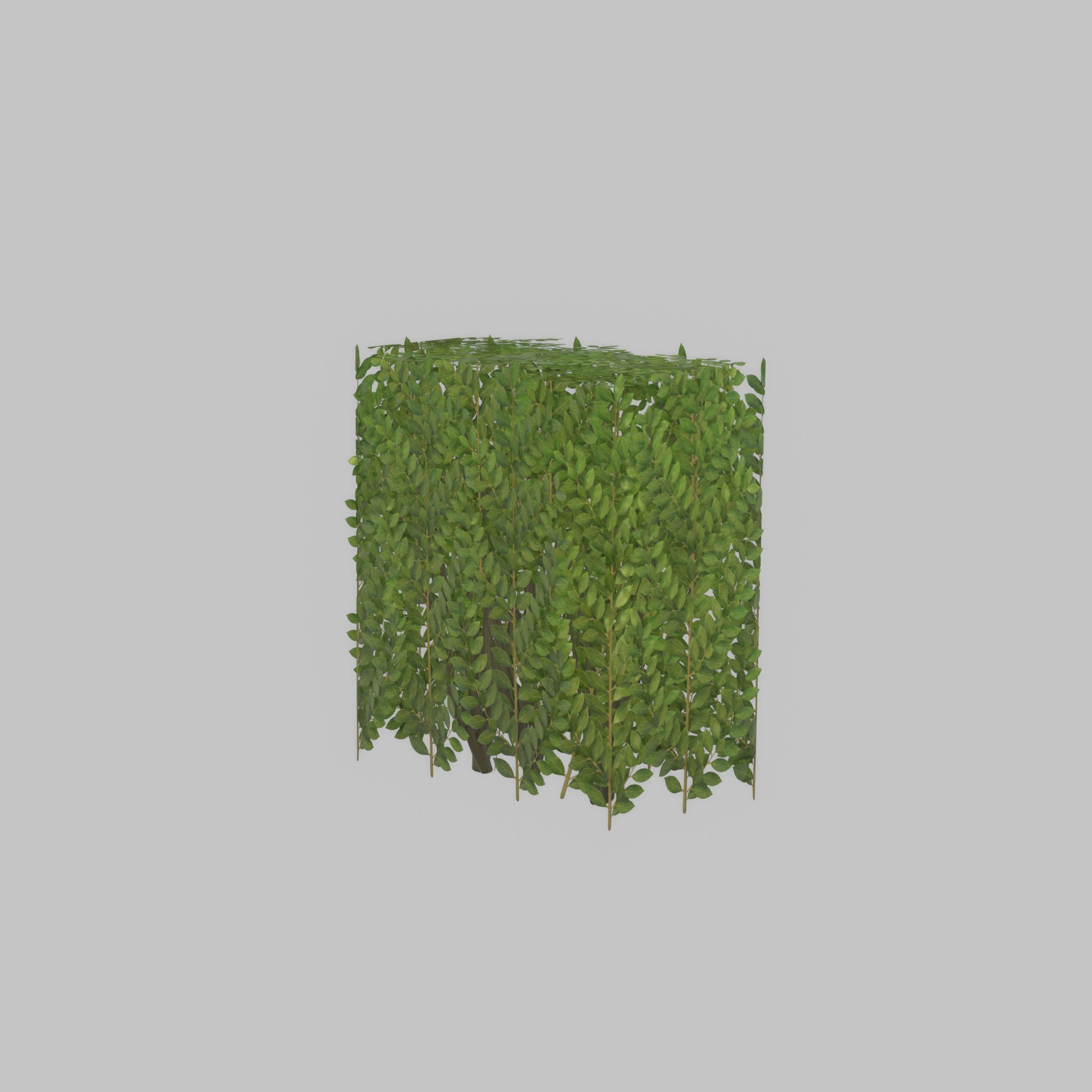 Cherry laurel hedge 500mm version-4 Low-poly 3D model_54