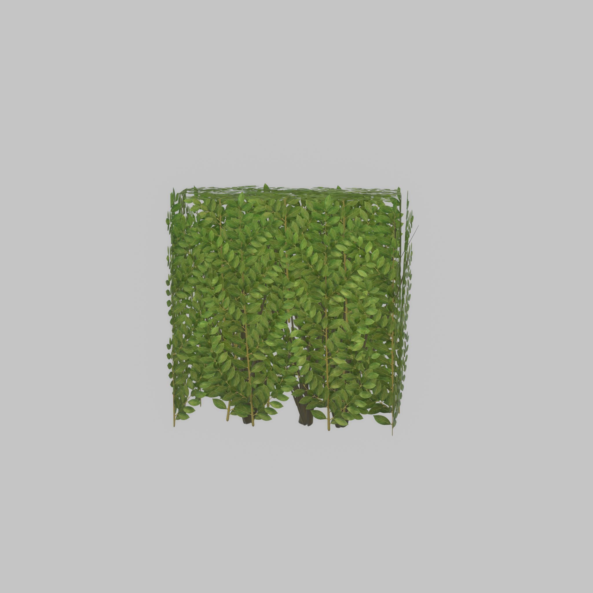 Cherry laurel hedge 500mm version-4 Low-poly 3D model_33