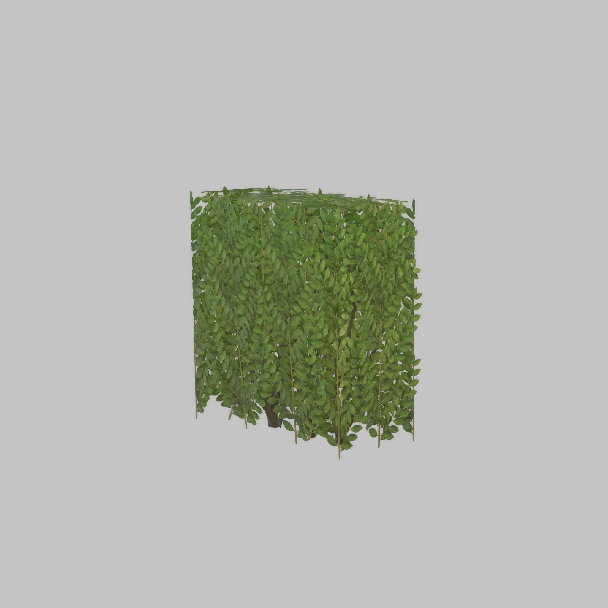 Cherry laurel hedge 500mm version-4 Low-poly 3D model_37