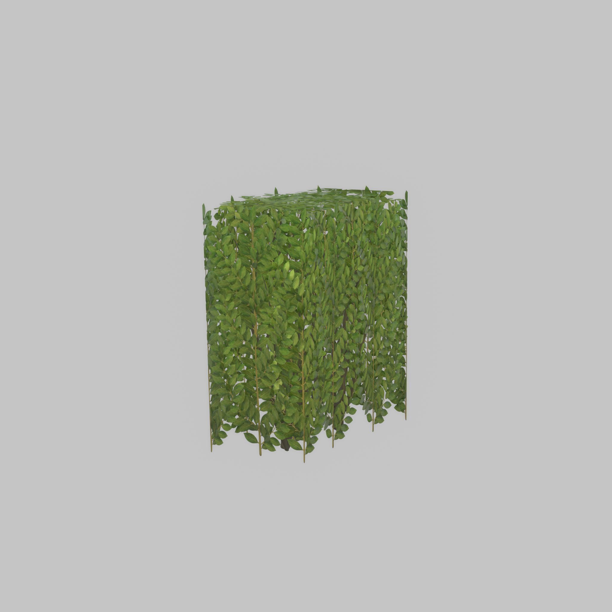 Cherry laurel hedge 500mm version-4 Low-poly 3D model_45