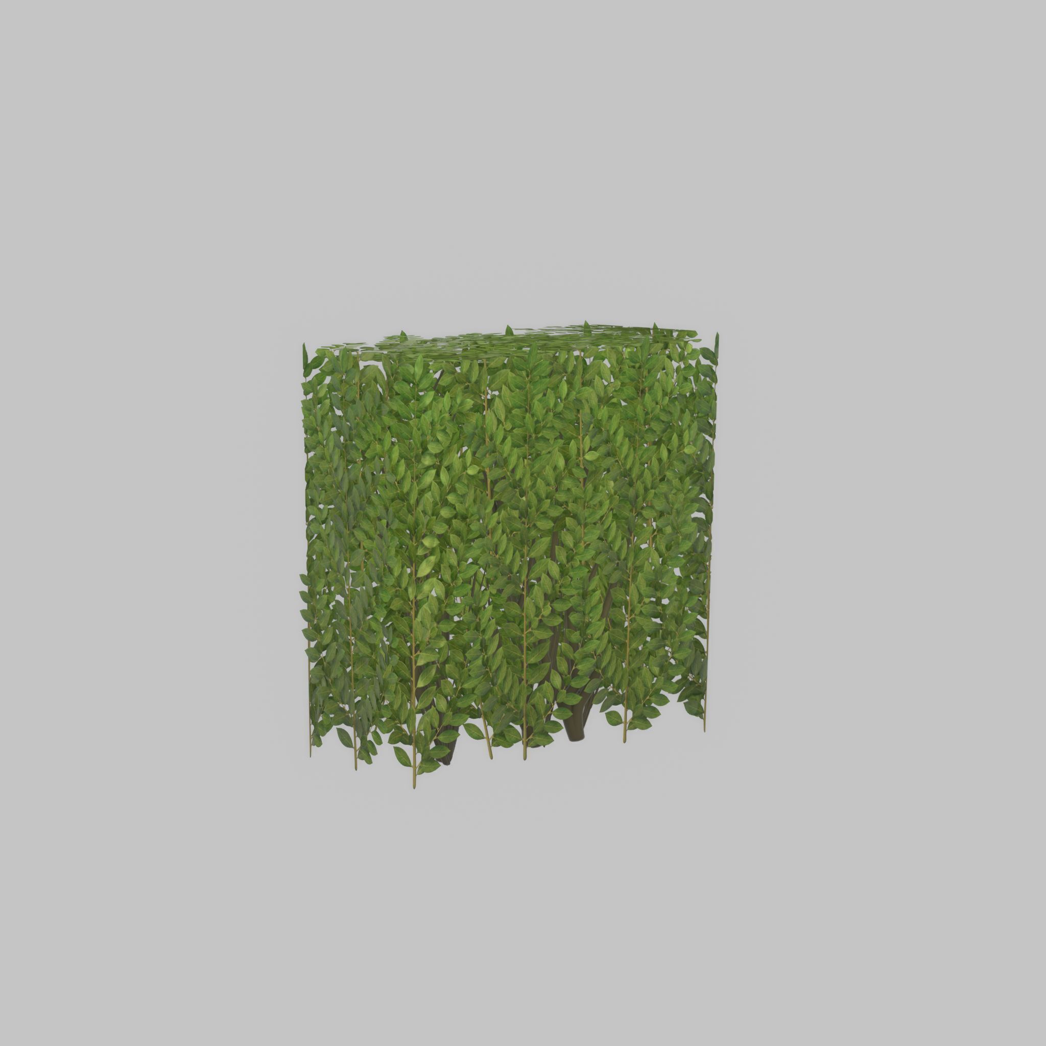 Cherry laurel hedge 500mm version-4 Low-poly 3D model_27