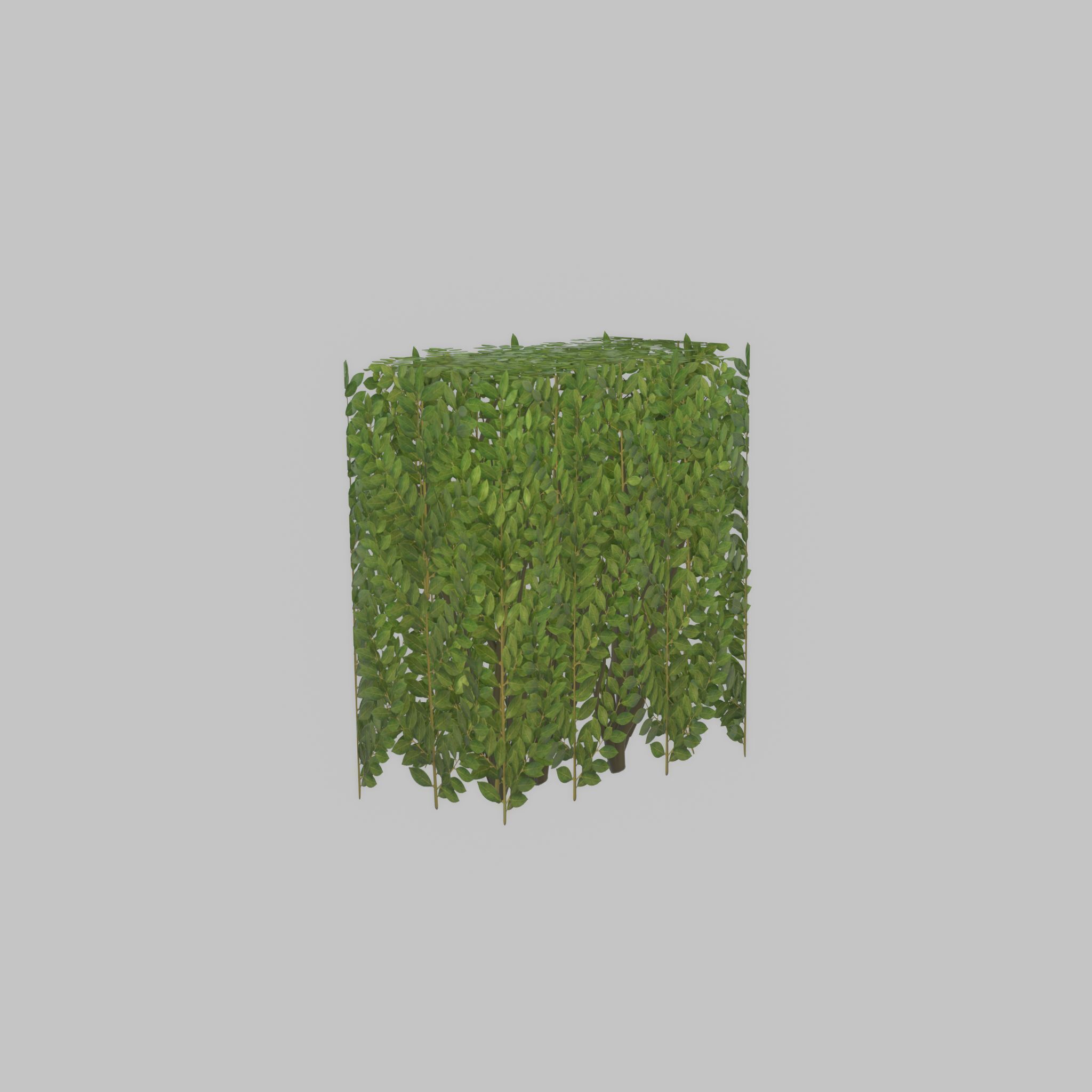 Cherry laurel hedge 500mm version-4 Low-poly 3D model_46