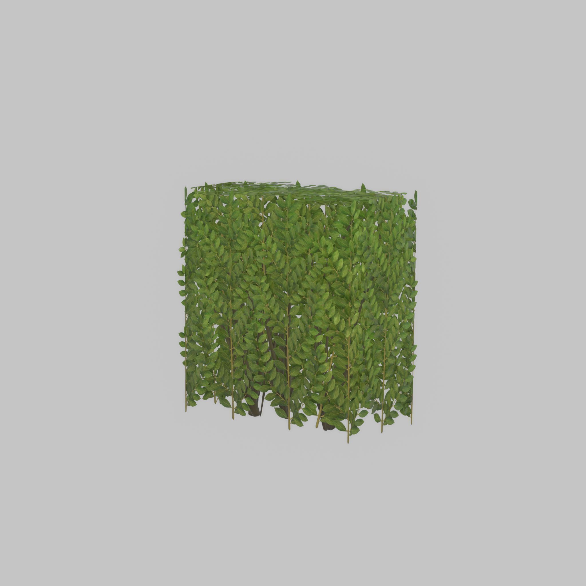 Cherry laurel hedge 500mm version-4 Low-poly 3D model_53