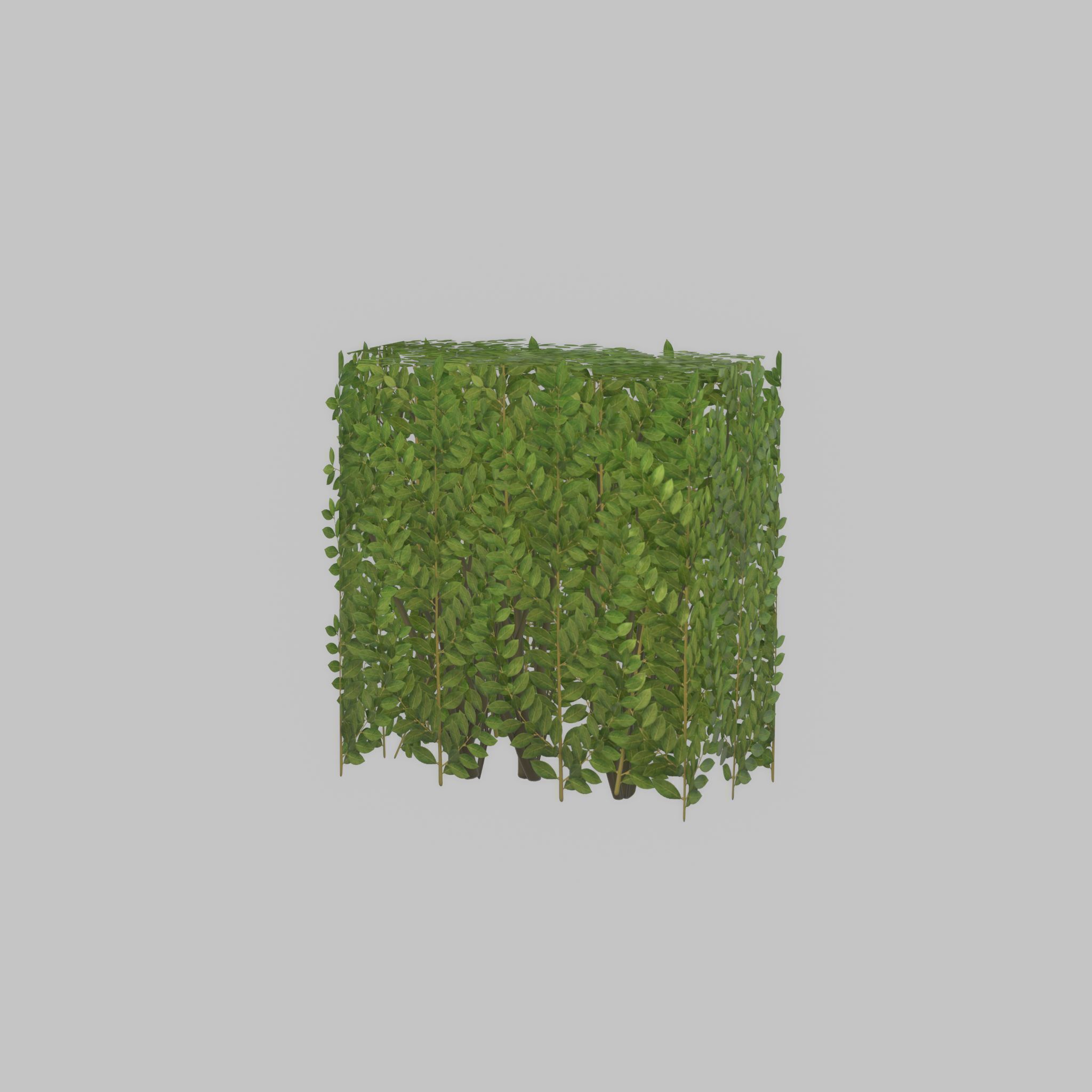 Cherry laurel hedge 500mm version-4 Low-poly 3D model_52