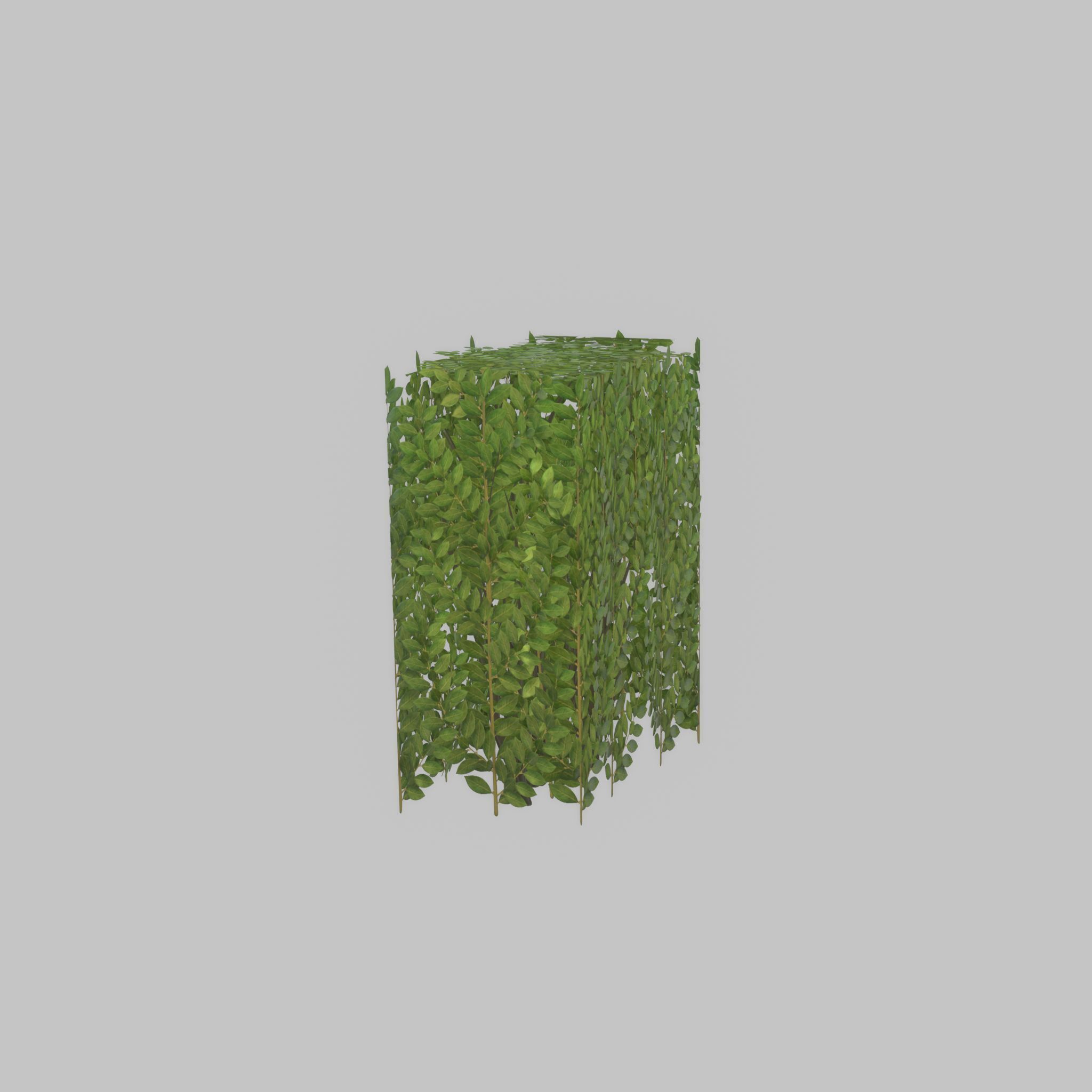 Cherry laurel hedge 500mm version-4 Low-poly 3D model_44