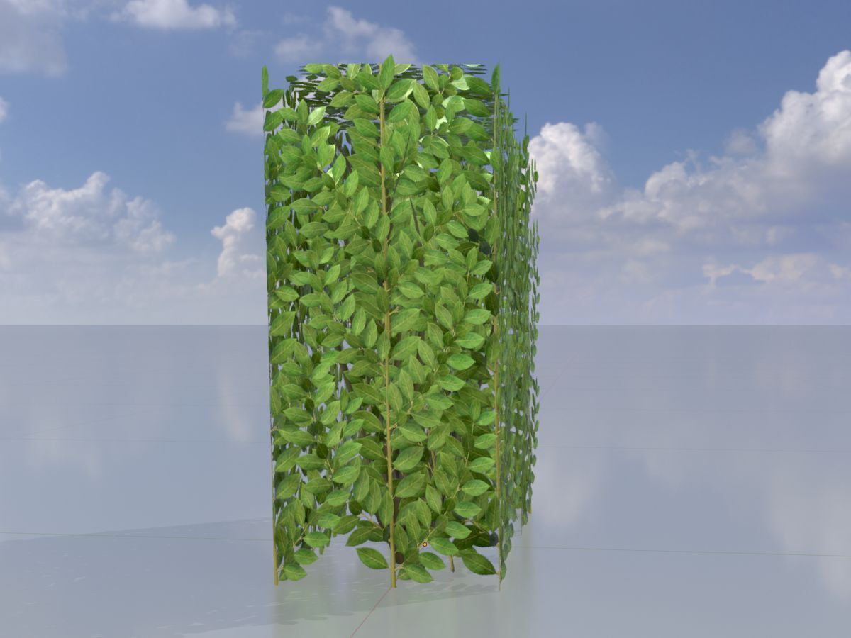 Cherry laurel hedge 500mm version-4 Low-poly 3D model_2