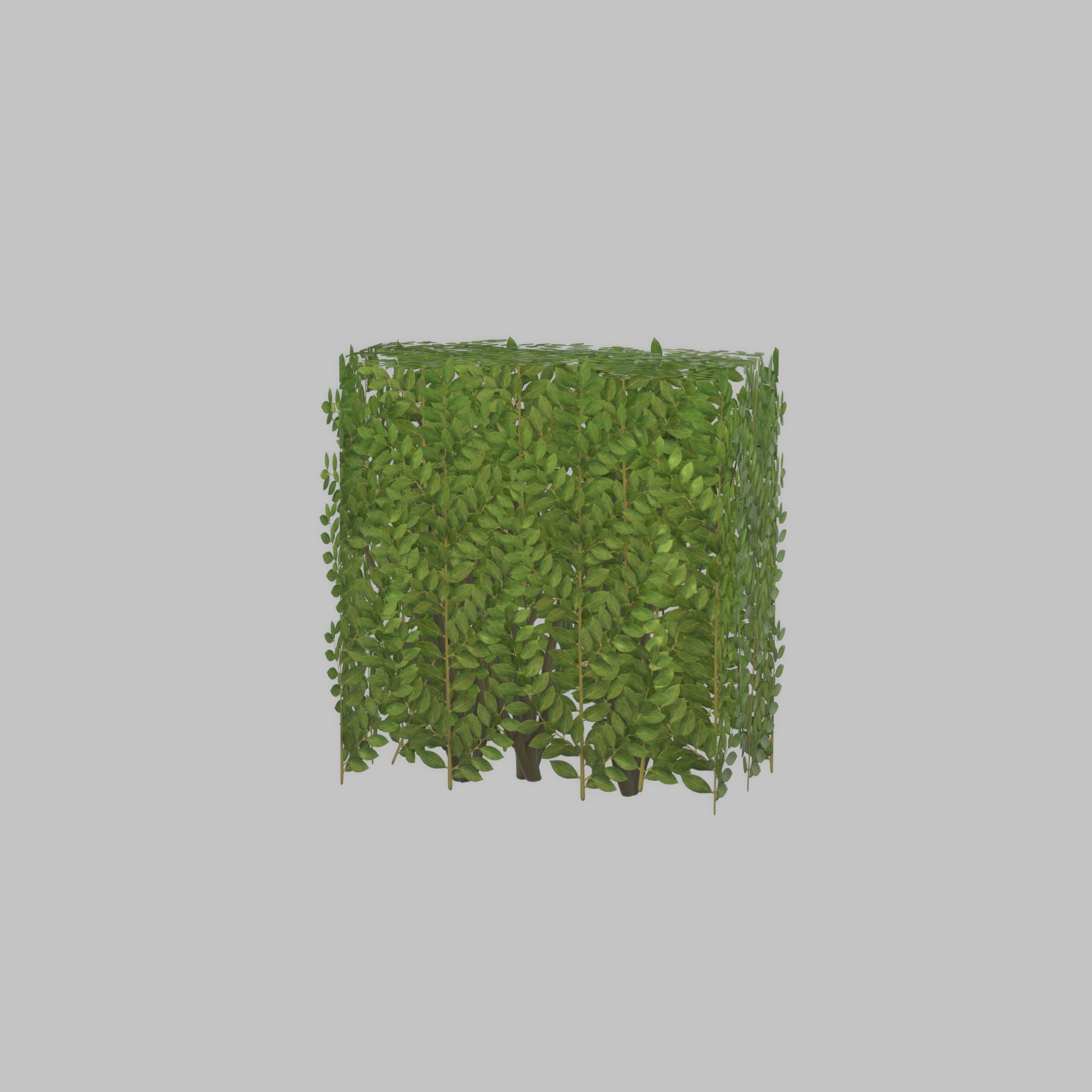 Cherry laurel hedge 500mm version-4 Low-poly 3D model_43