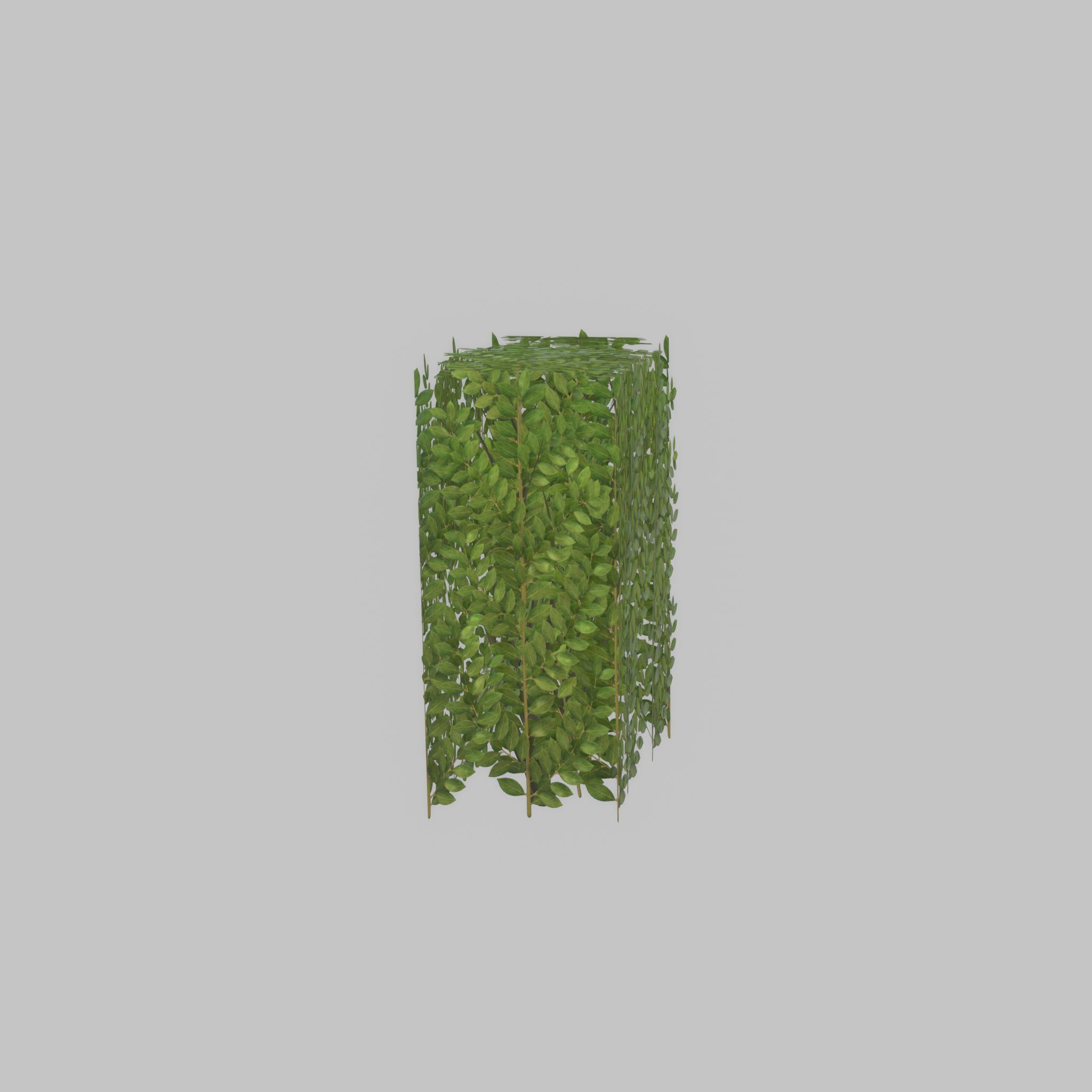 Cherry laurel hedge 500mm version-4 Low-poly 3D model_42