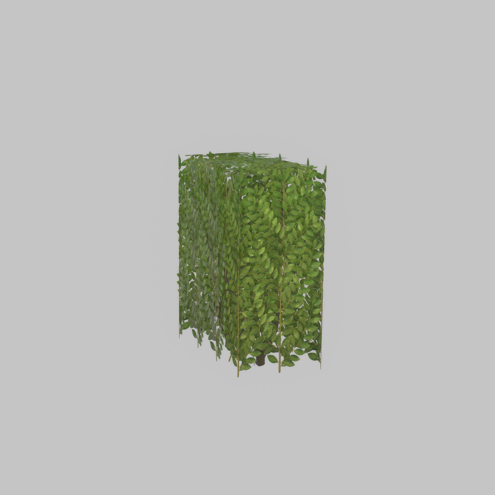 Cherry laurel hedge 500mm version-4 Low-poly 3D model_56