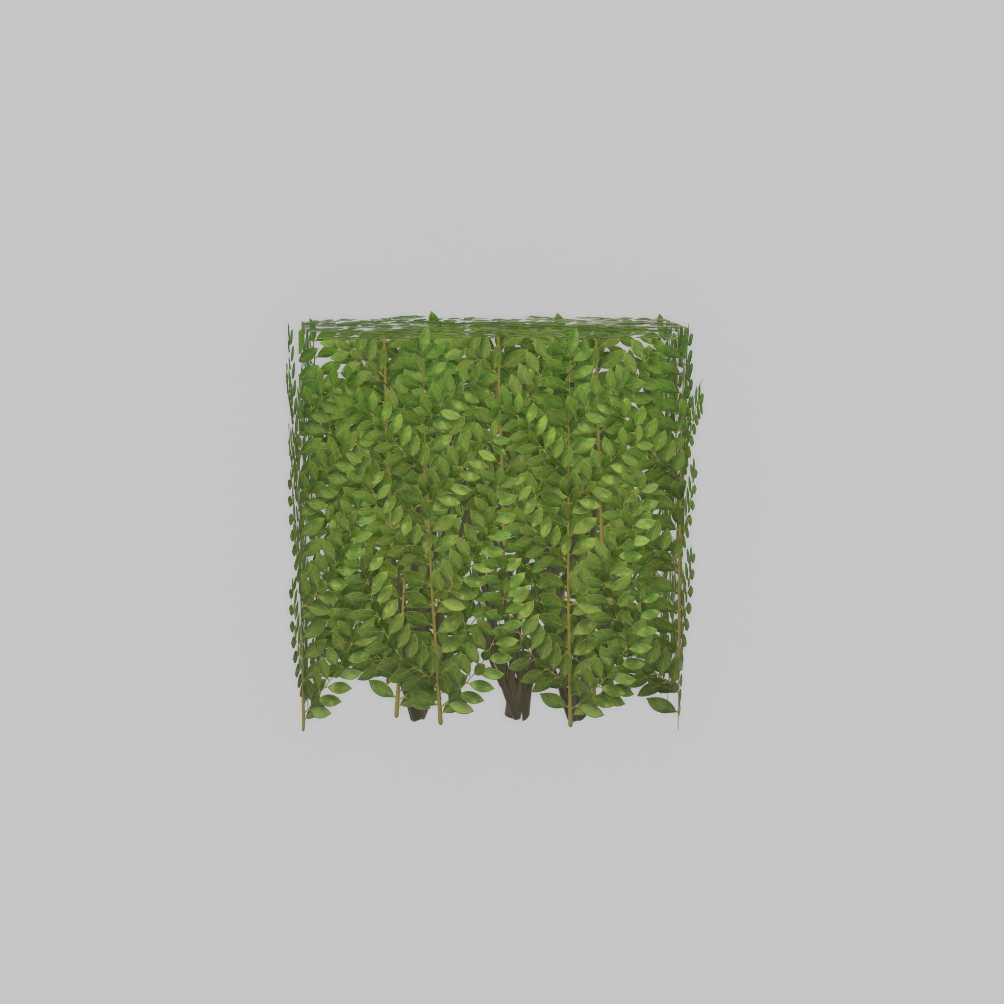 Cherry laurel hedge 500mm version-4 Low-poly 3D model_31