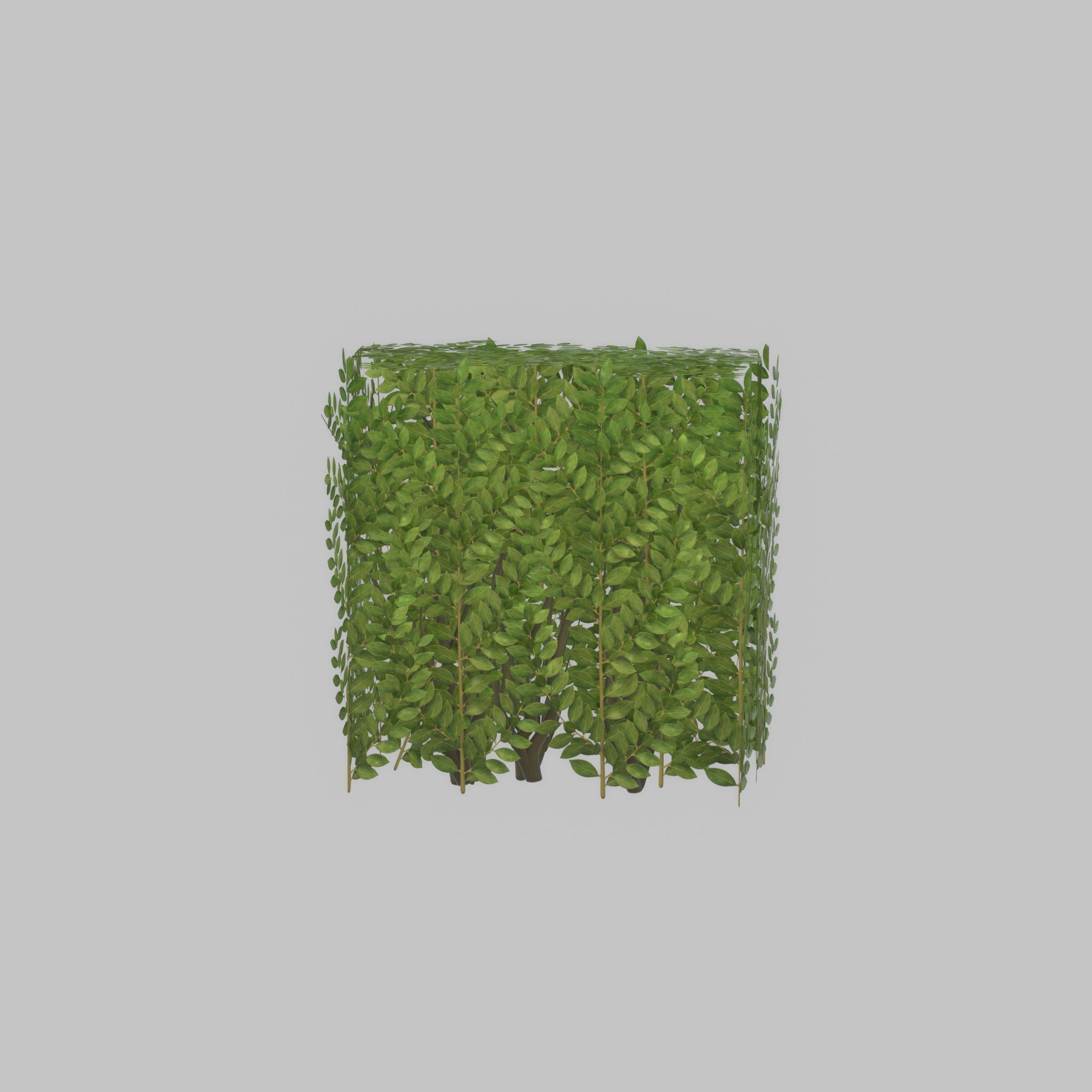 Cherry laurel hedge 500mm version-4 Low-poly 3D model_32