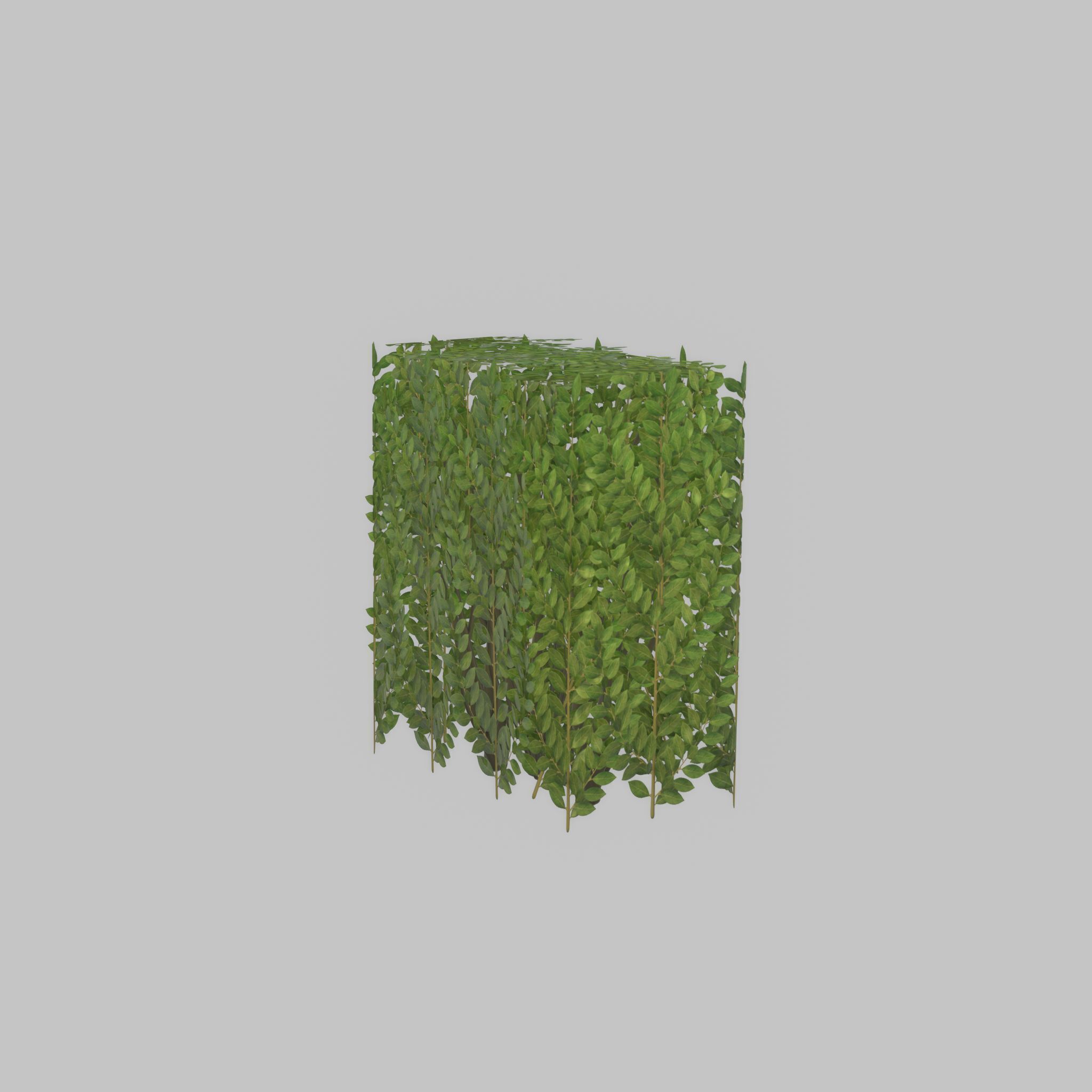 Cherry laurel hedge 500mm version-4 Low-poly 3D model_55