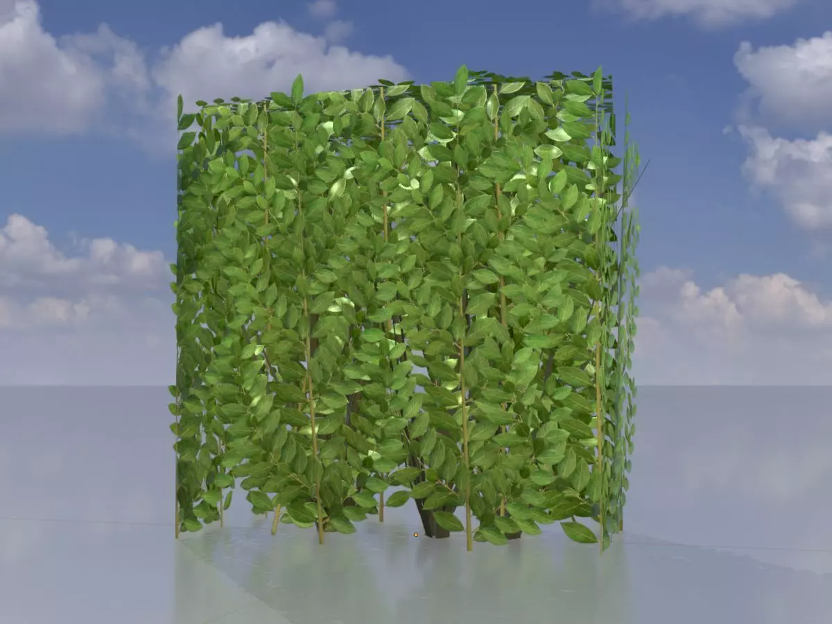 Cherry laurel hedge 500mm version-4 Low-poly 3D model_0