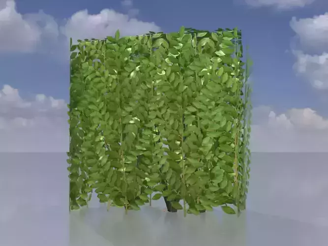 Cherry laurel hedge 500mm version-4