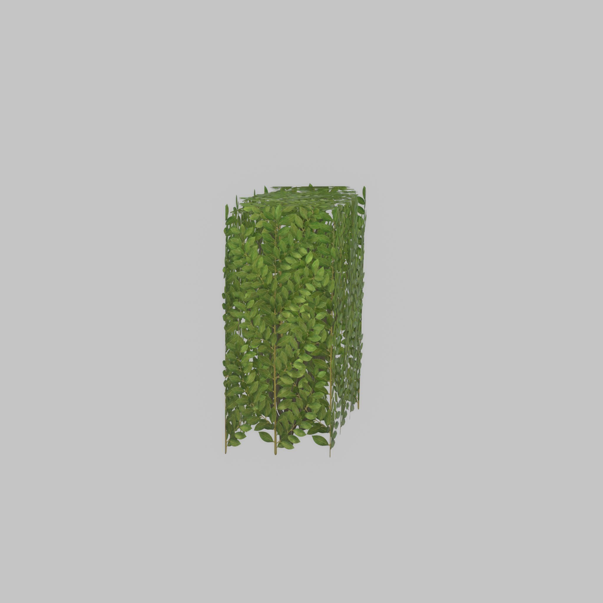 Cherry laurel hedge 500mm version-4 Low-poly 3D model_23