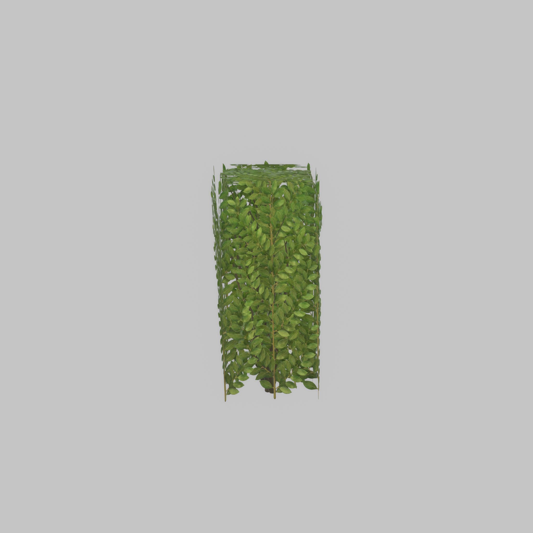 Cherry laurel hedge 500mm version-4 Low-poly 3D model_41