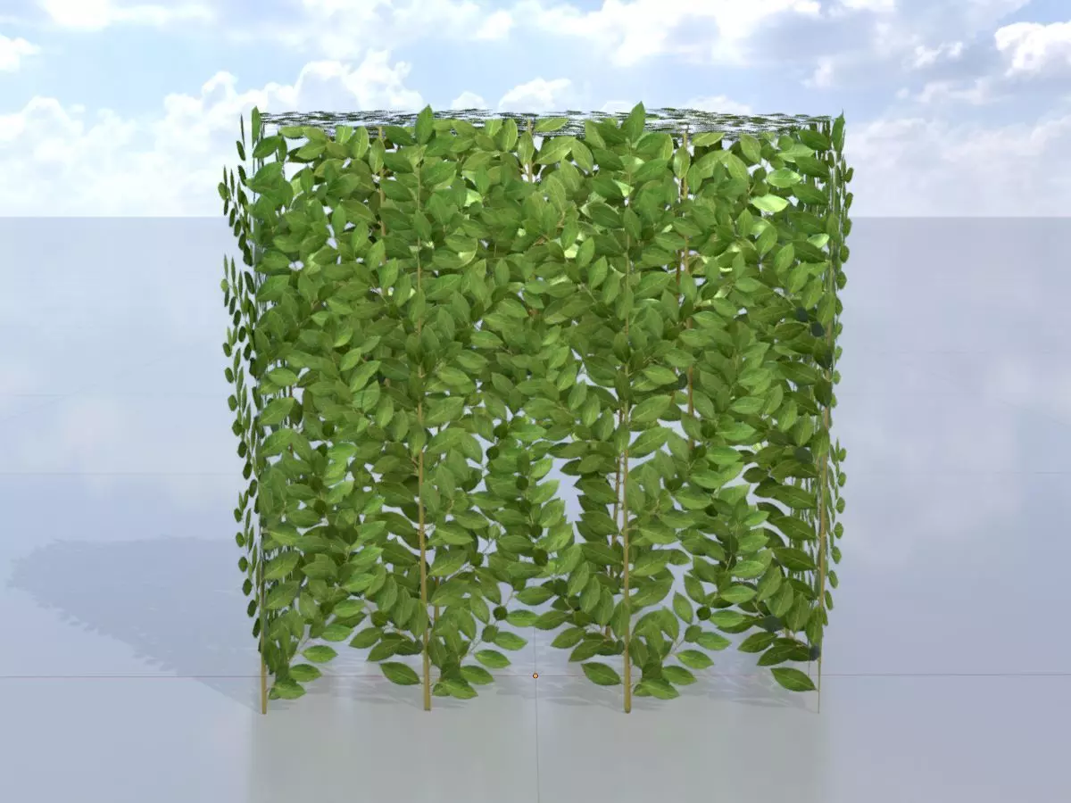 Cherry laurel hedge 500mm version-5 Low-poly 3D model_0