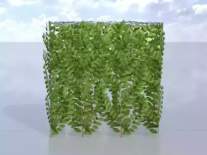 Cherry laurel hedge 500mm version-5