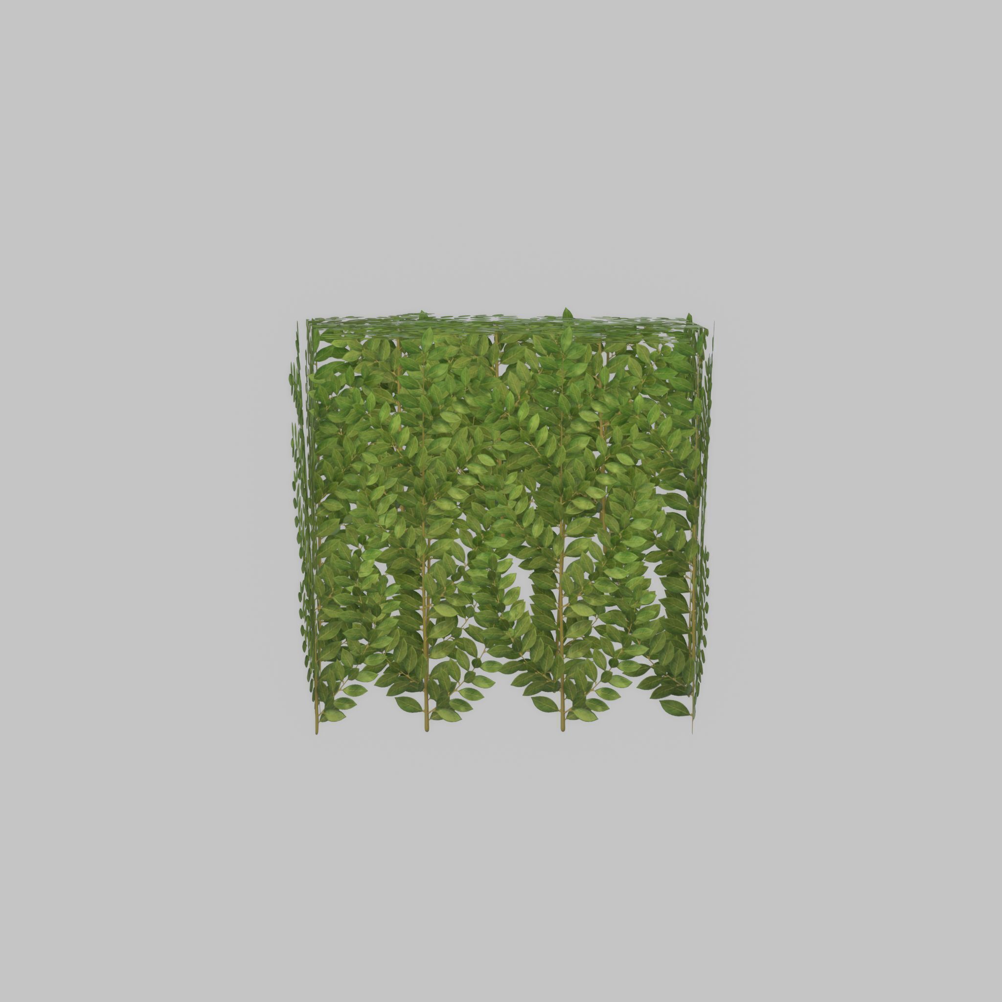 Cherry laurel hedge 500mm version-5 Low-poly 3D model_21