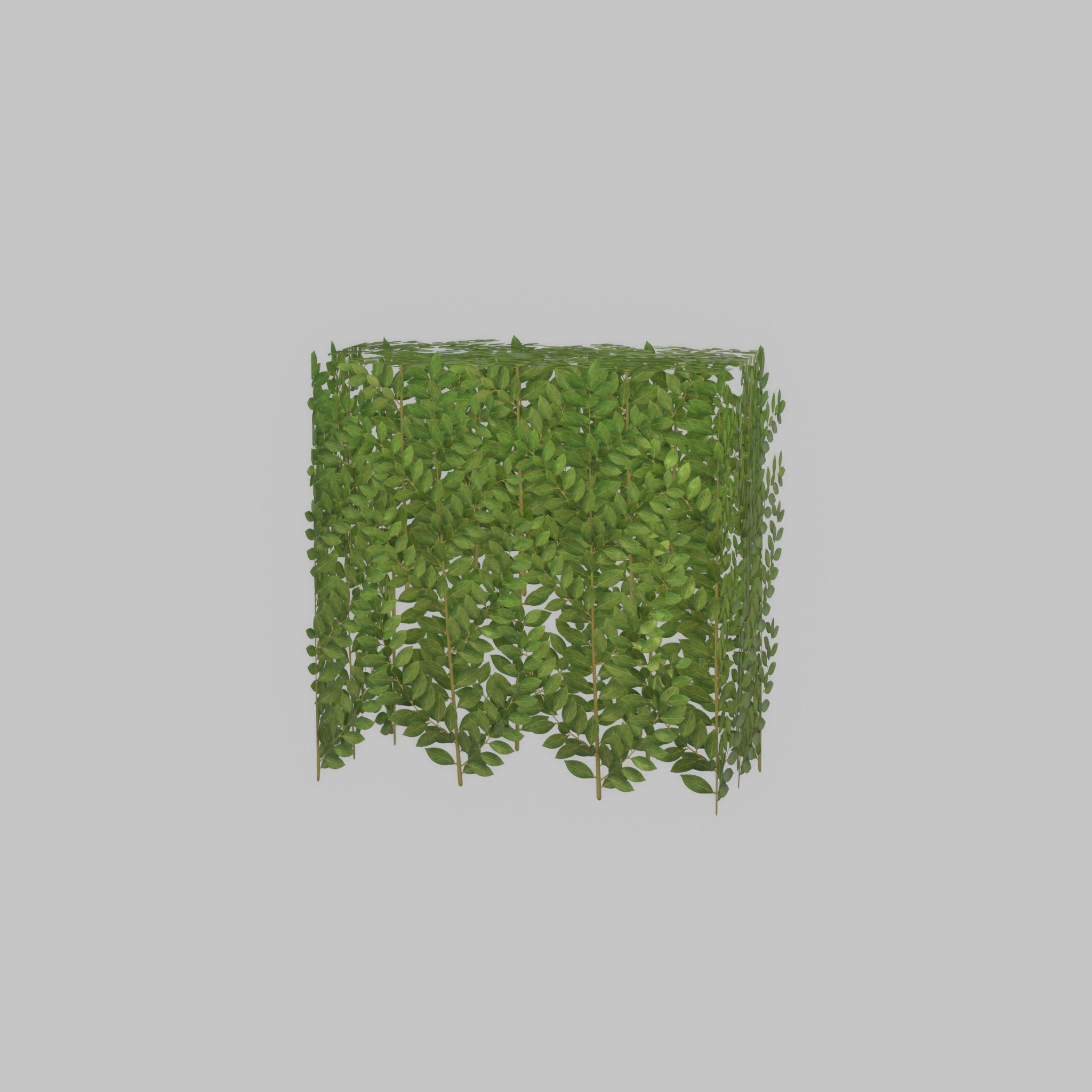 Cherry laurel hedge 500mm version-5 Low-poly 3D model_35