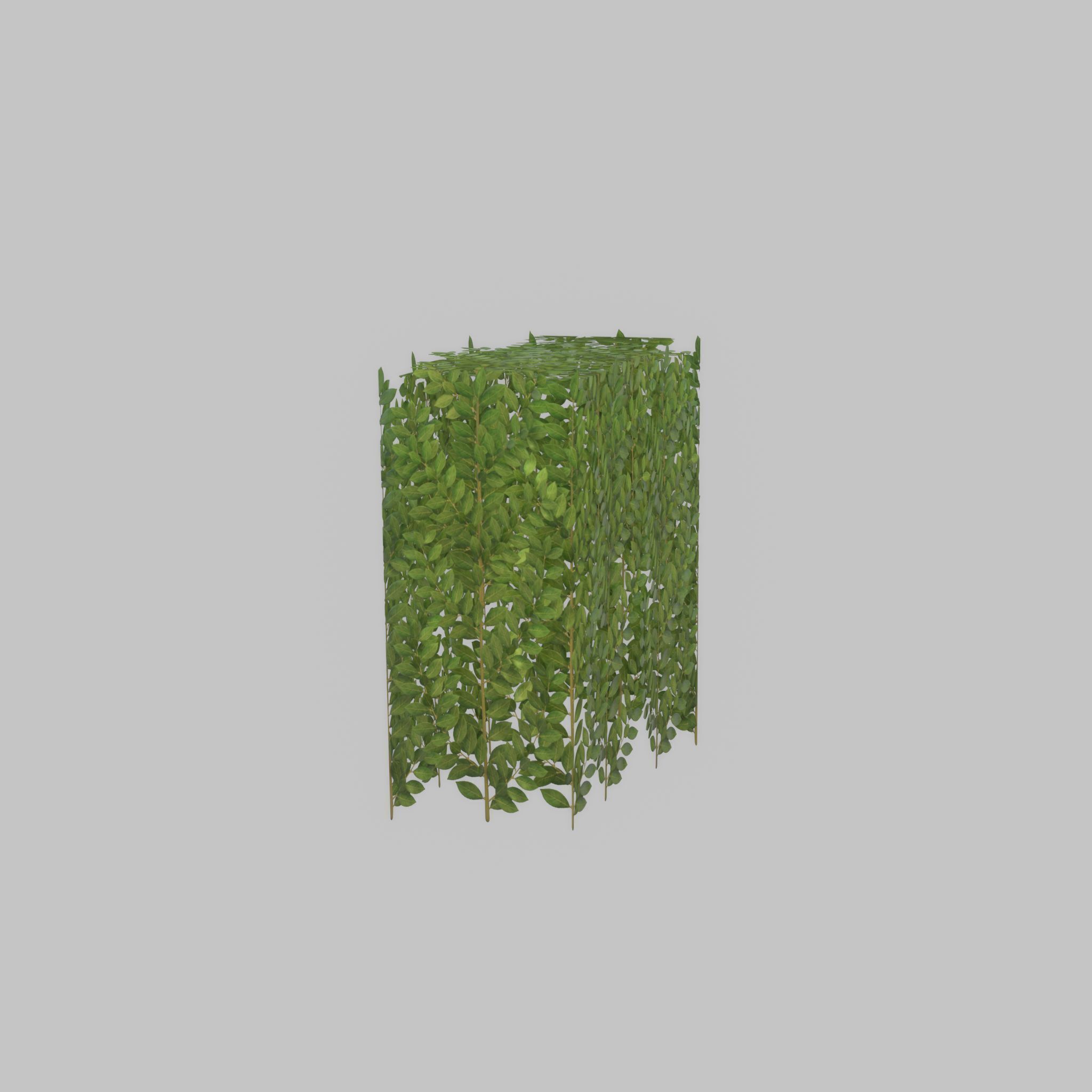 Cherry laurel hedge 500mm version-5 Low-poly 3D model_45