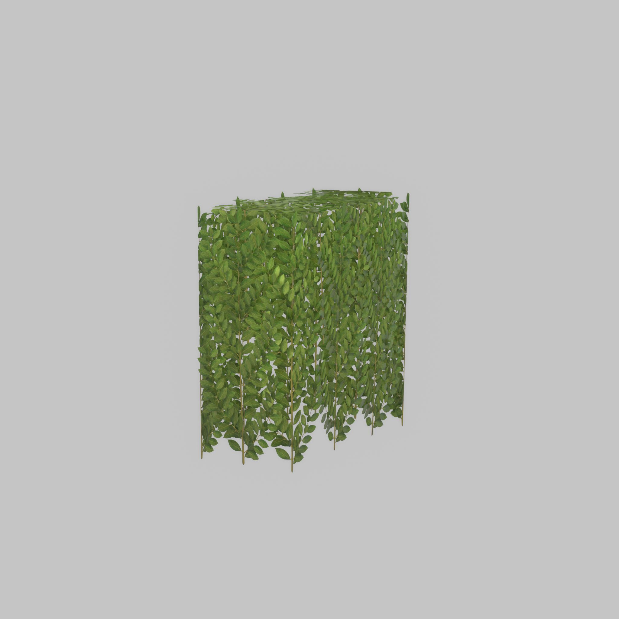 Cherry laurel hedge 500mm version-5 Low-poly 3D model_26
