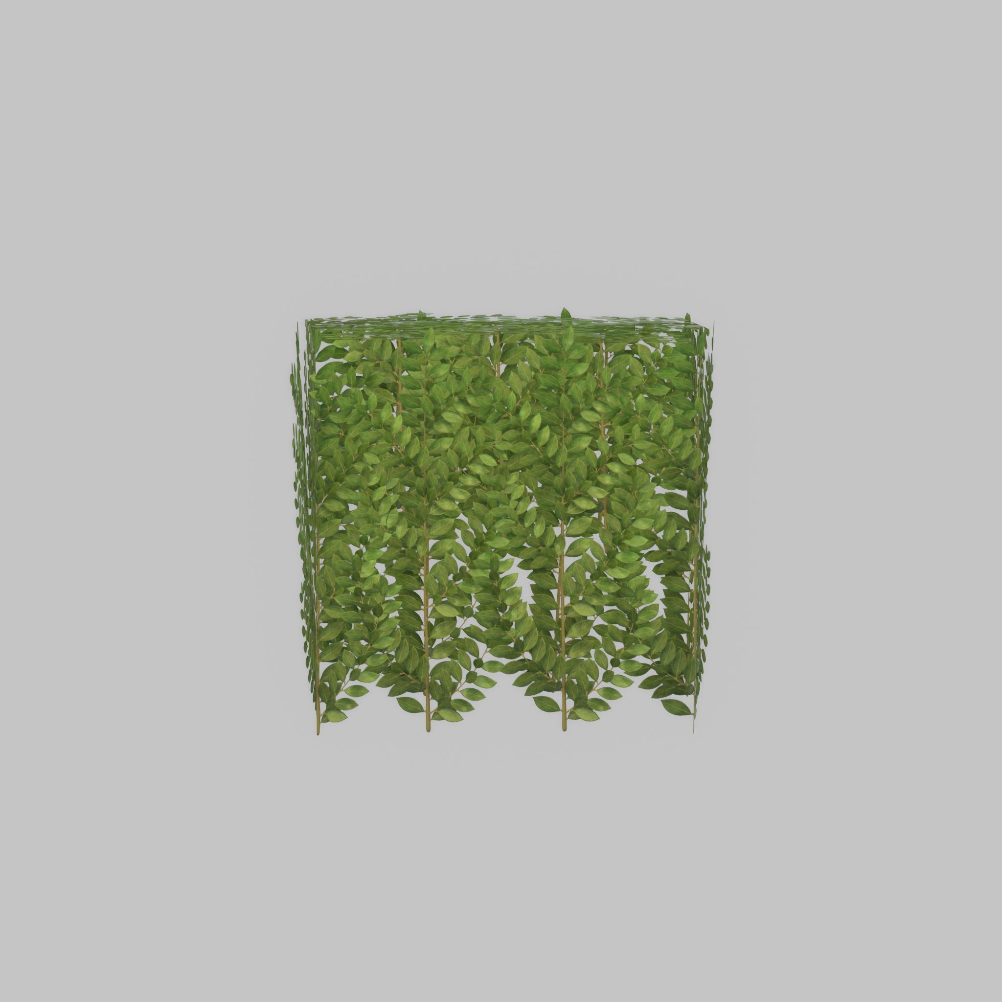 Cherry laurel hedge 500mm version-5 Low-poly 3D model_32