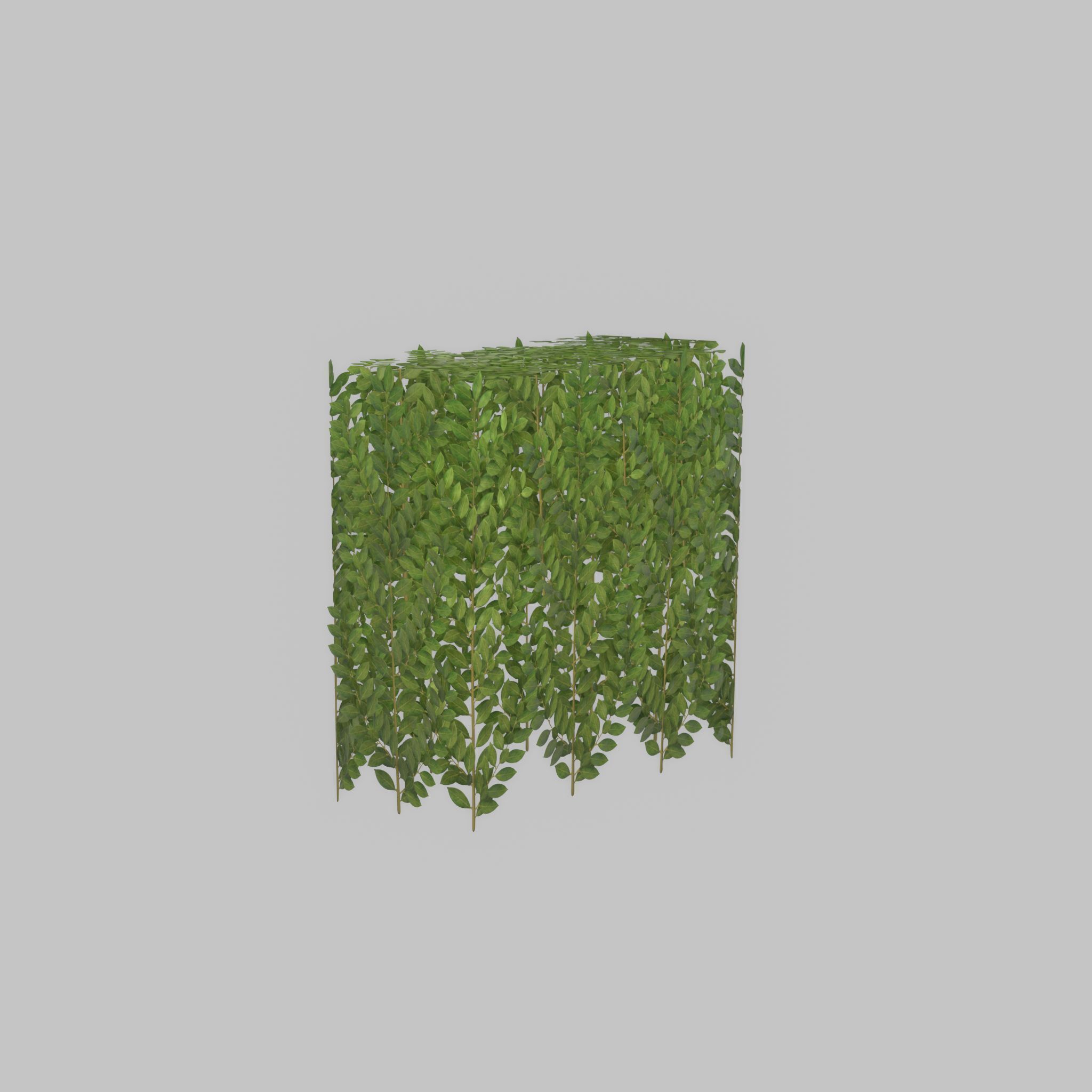 Cherry laurel hedge 500mm version-5 Low-poly 3D model_27